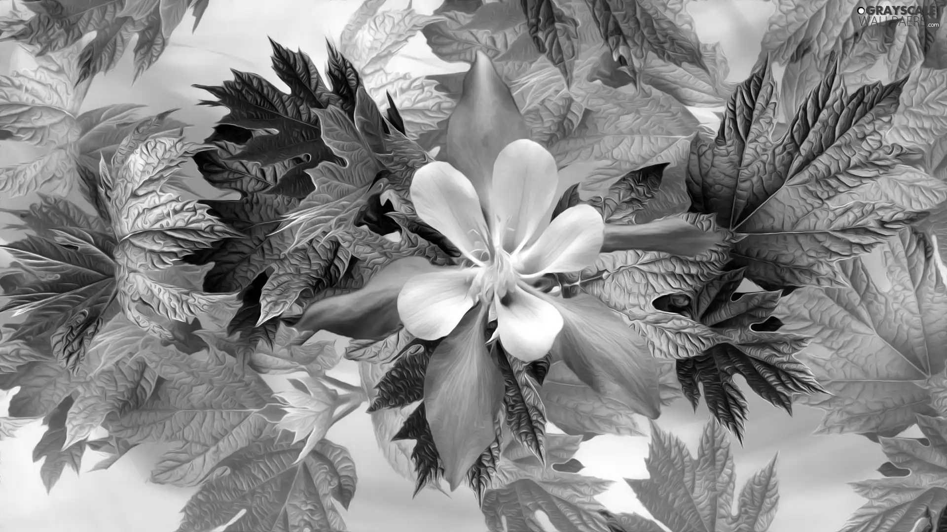 graphics, Colourfull Flowers, Leaf, White