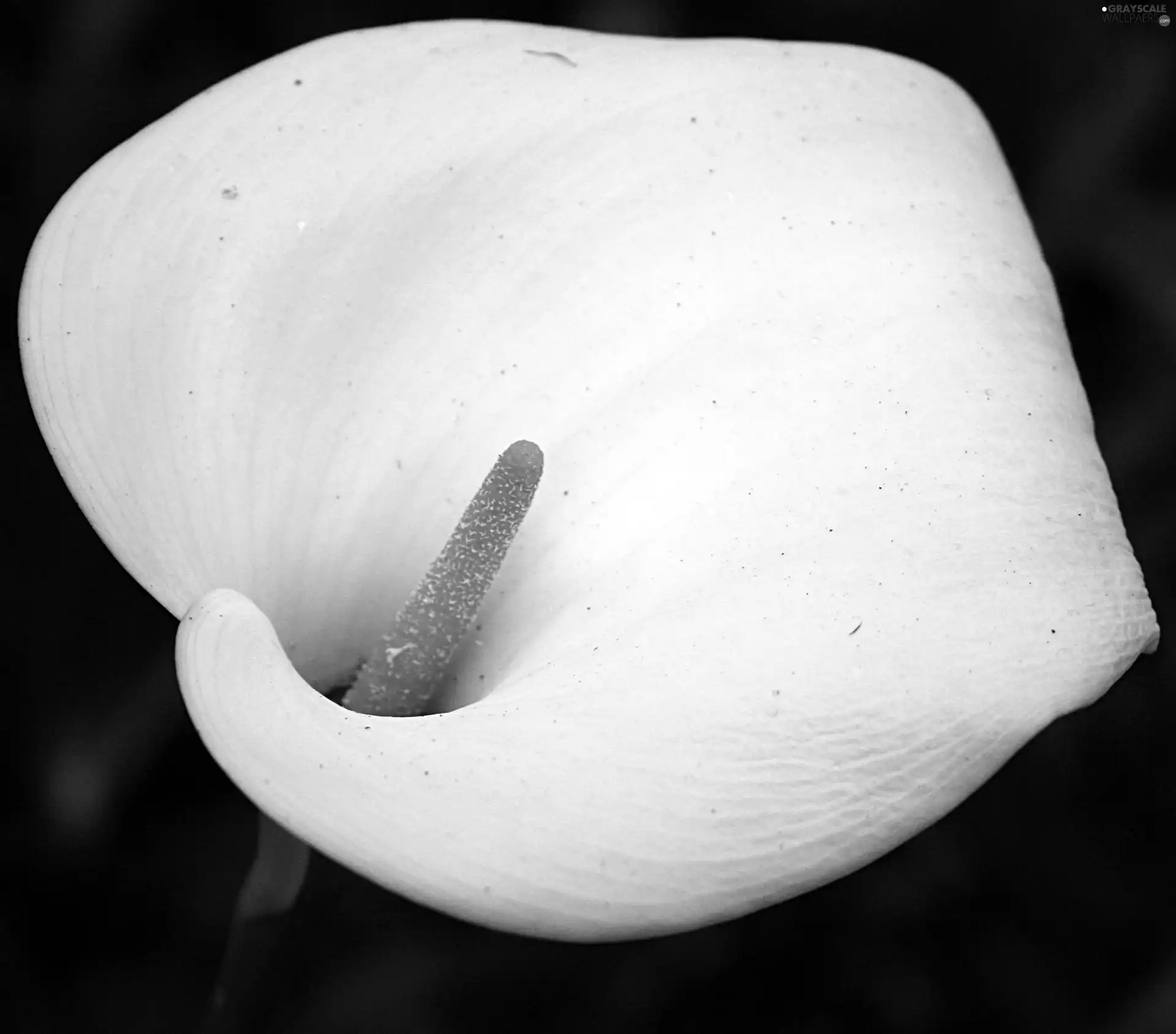 Kalia, Colourfull Flowers, White