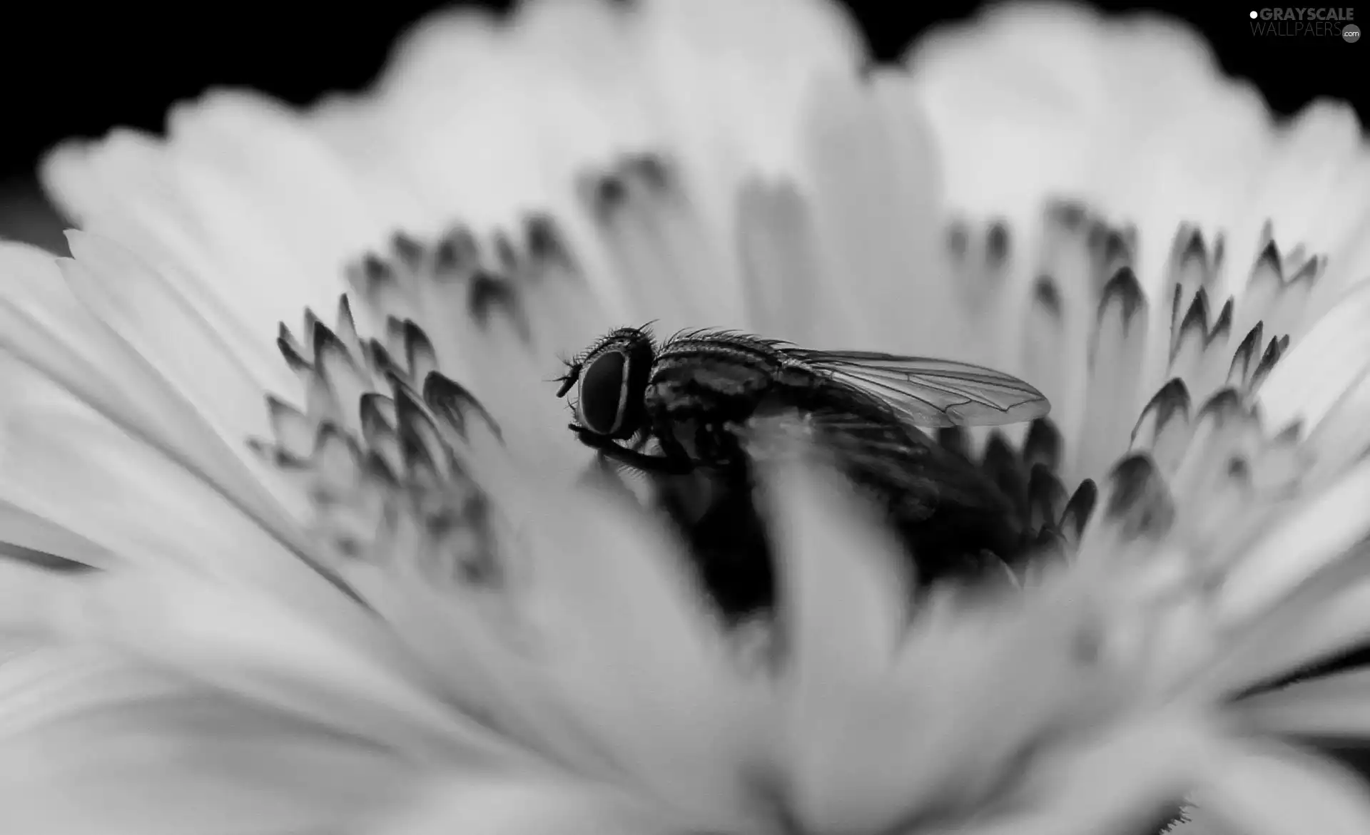 fly, Yellow, Colourfull Flowers