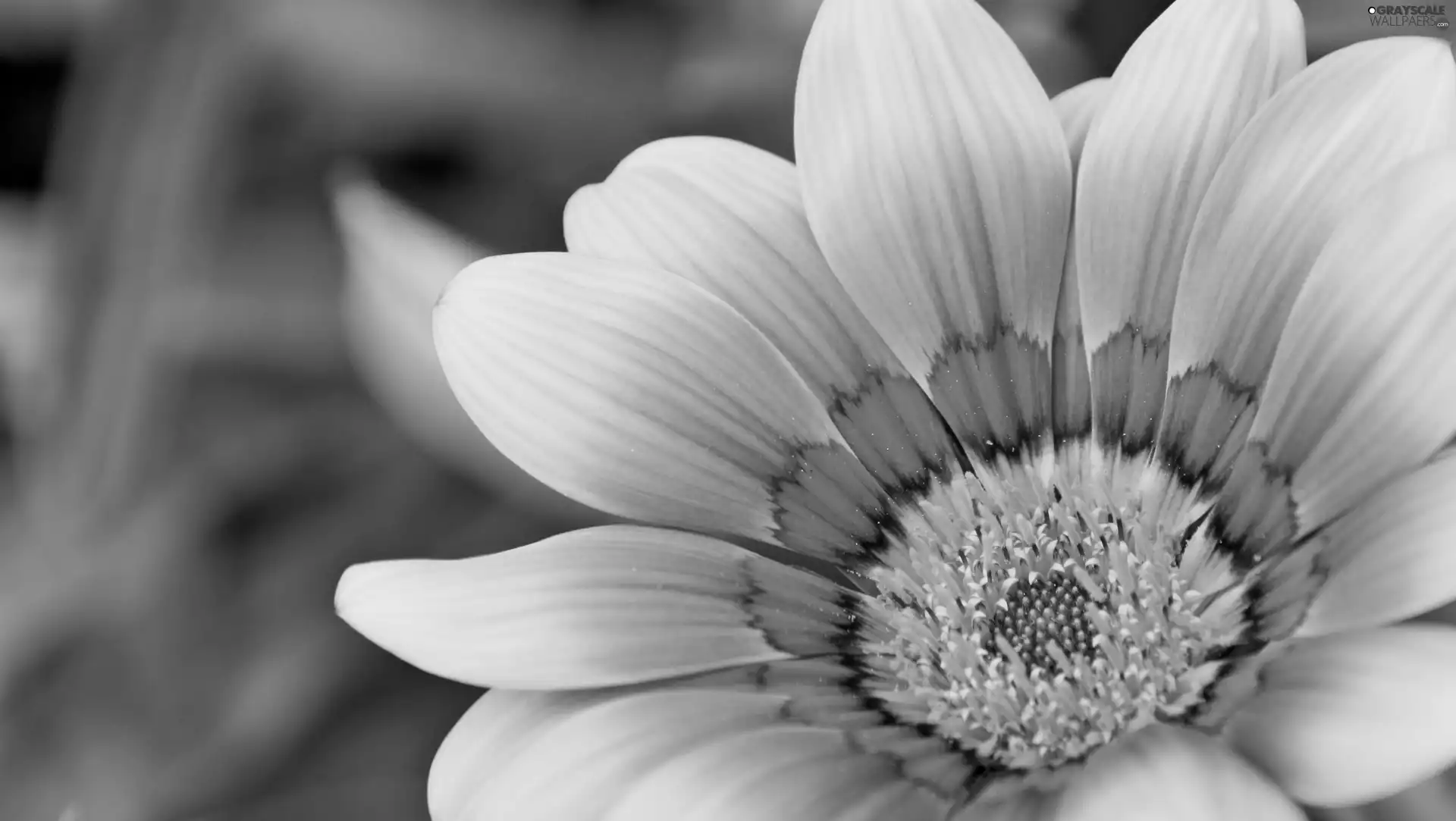 Gazania, Yellow, Colourfull Flowers