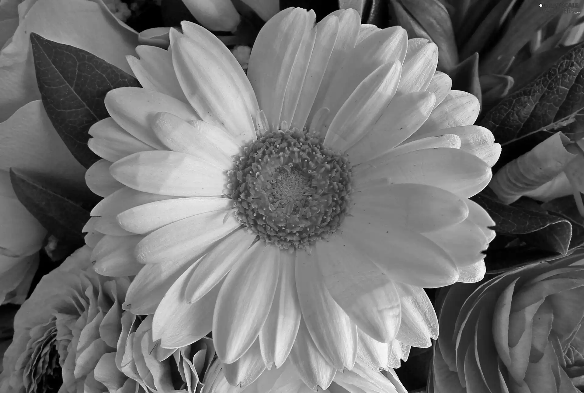 Gerber, nature, Colourfull Flowers