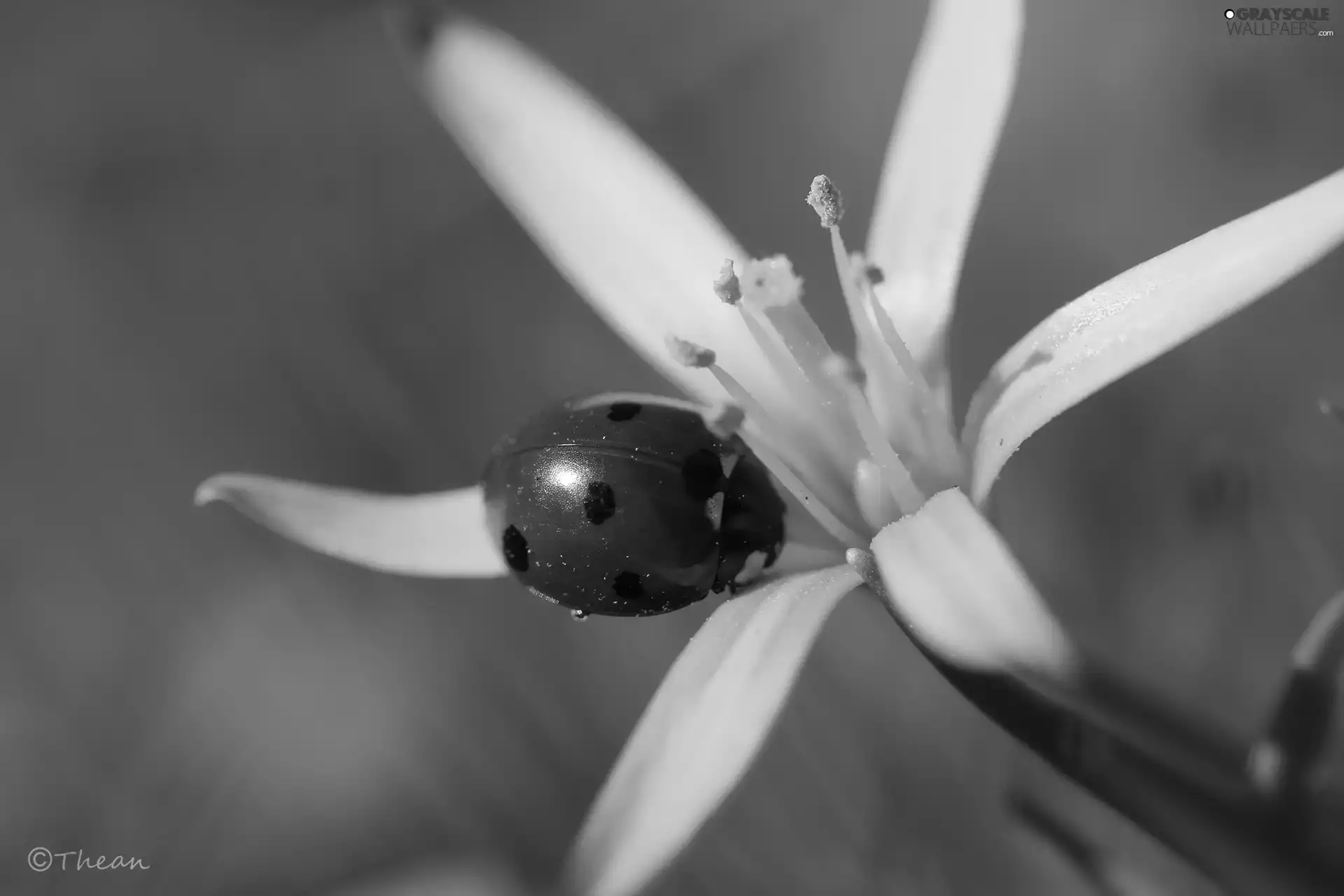 ladybird, Yellow gold plating, Colourfull Flowers