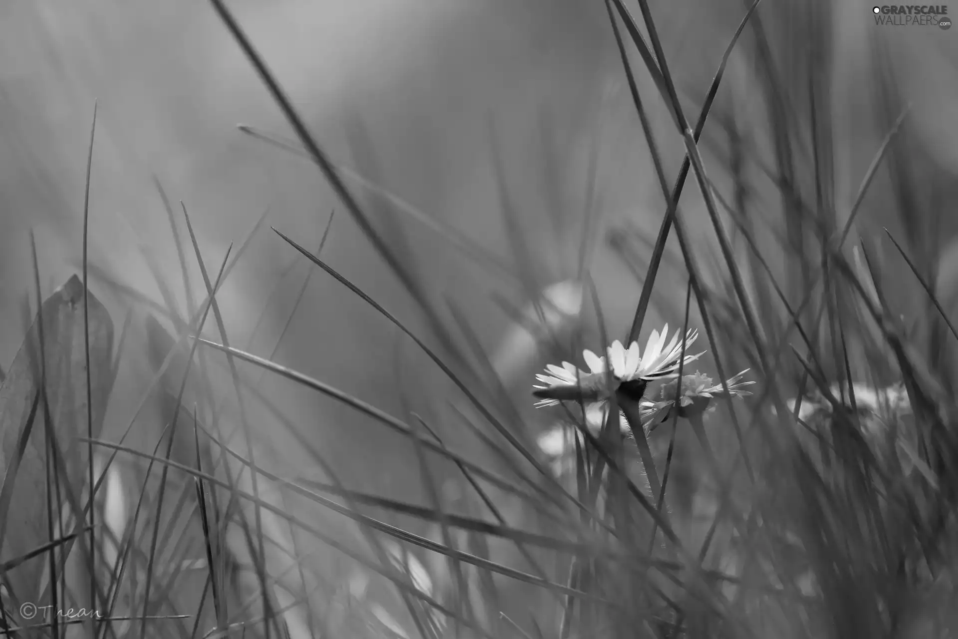 grass, daisy, Colourfull Flowers