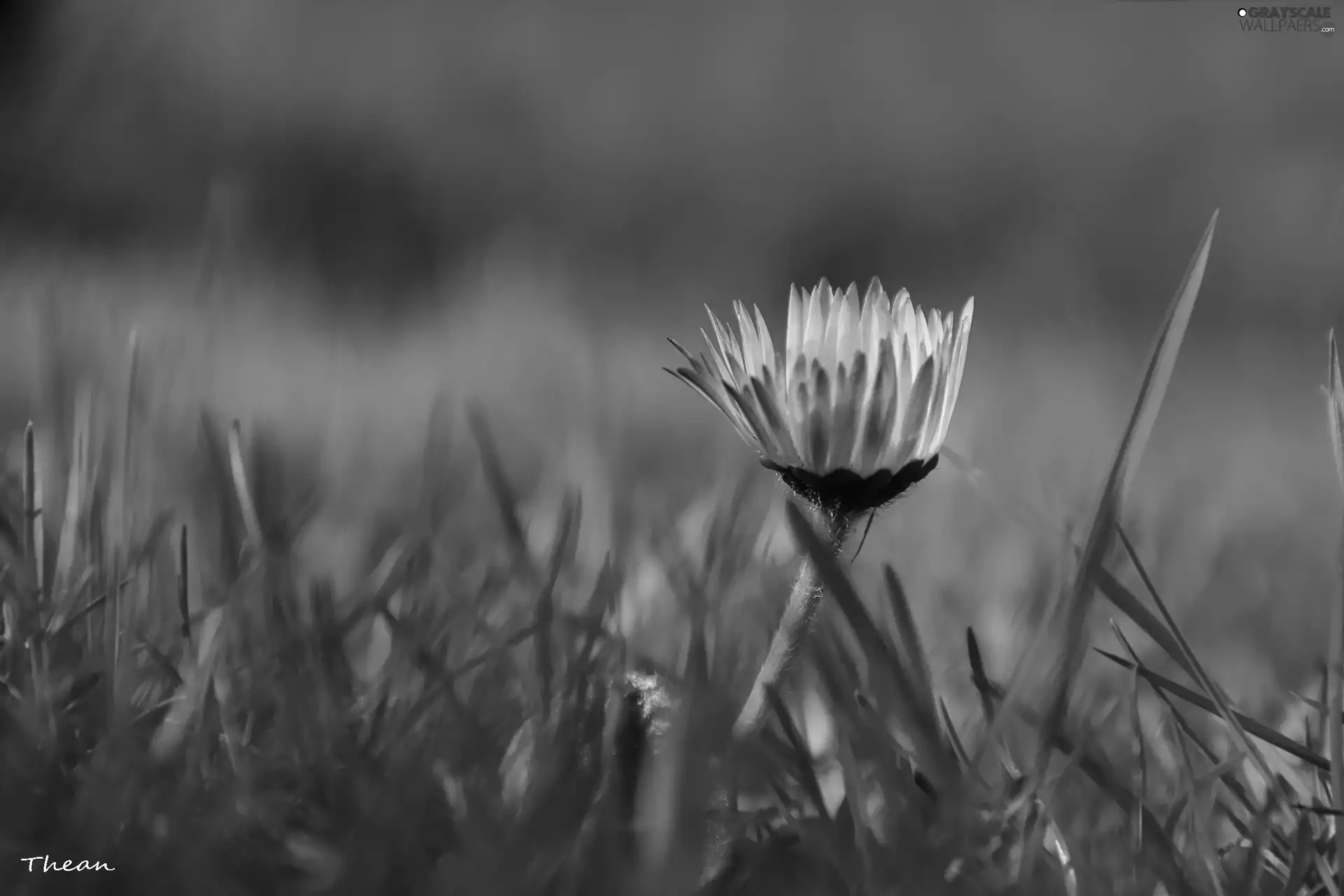 grass, daisy, Colourfull Flowers