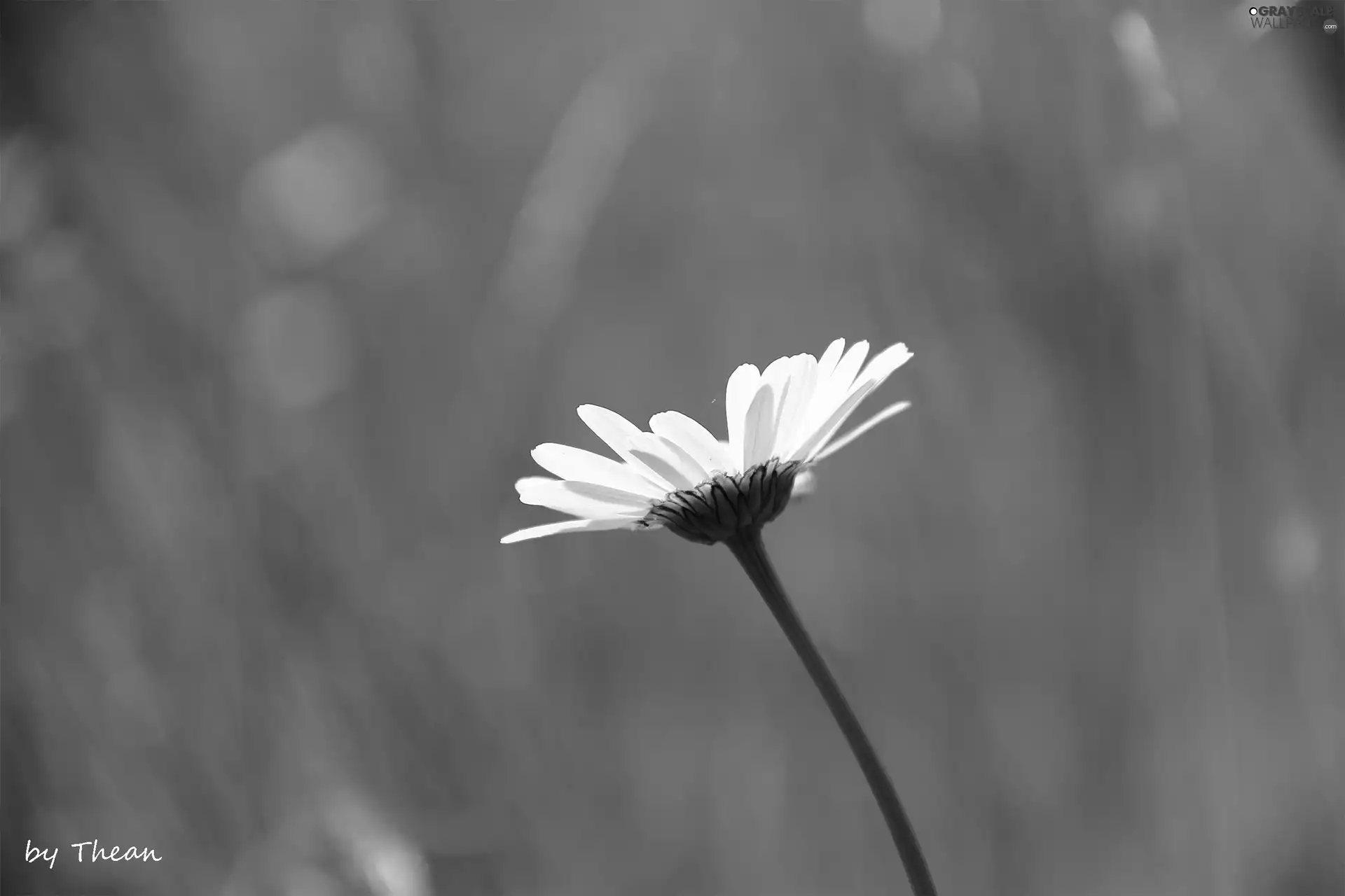 green, Daisy, Colourfull Flowers