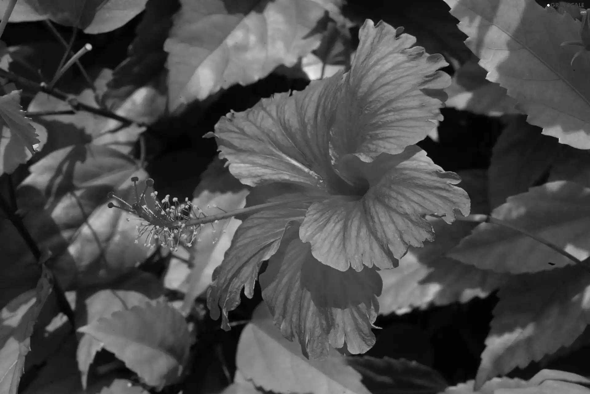 hibiscus, Red, Colourfull Flowers