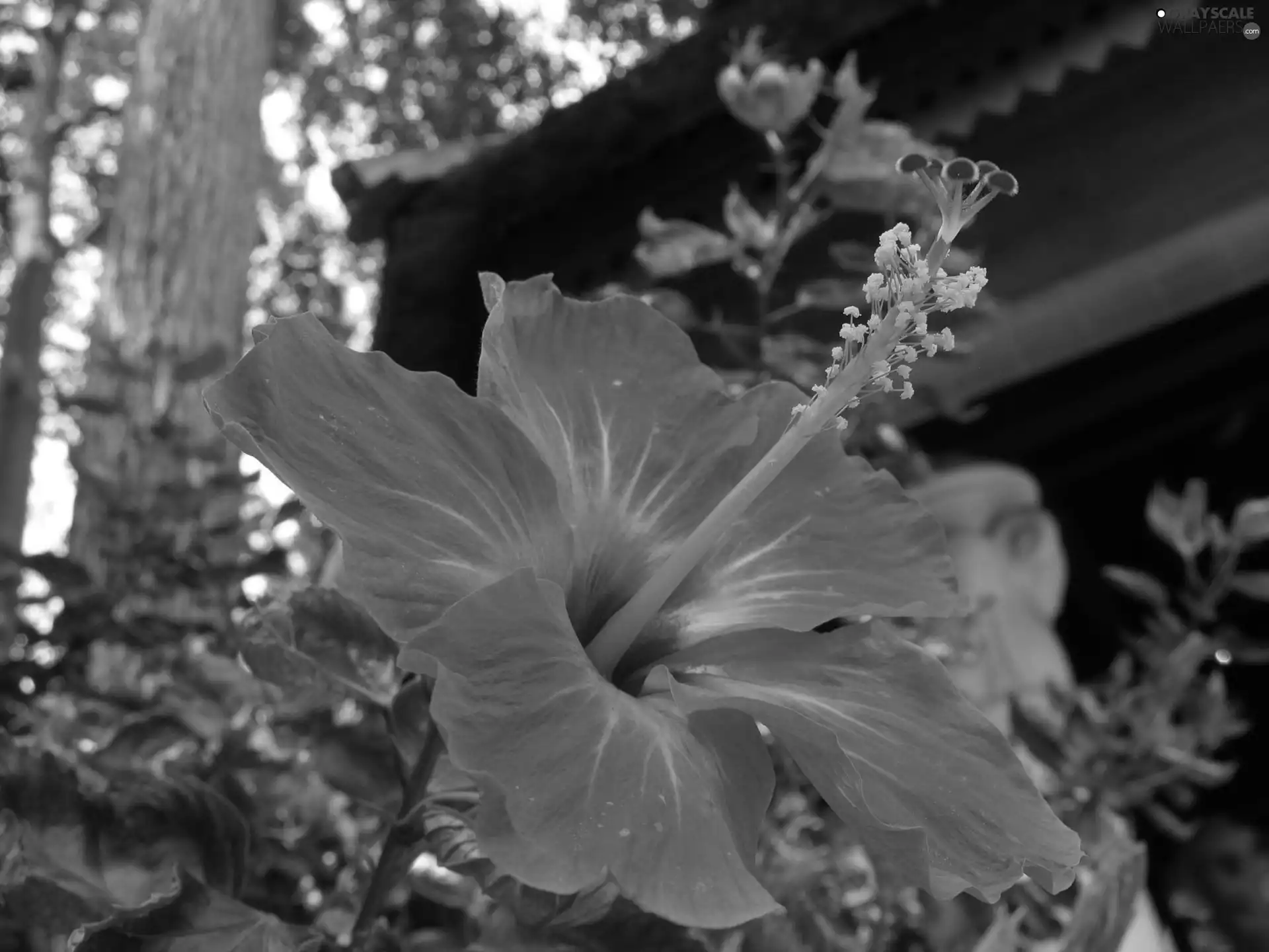 hibiscus, Red, Colourfull Flowers