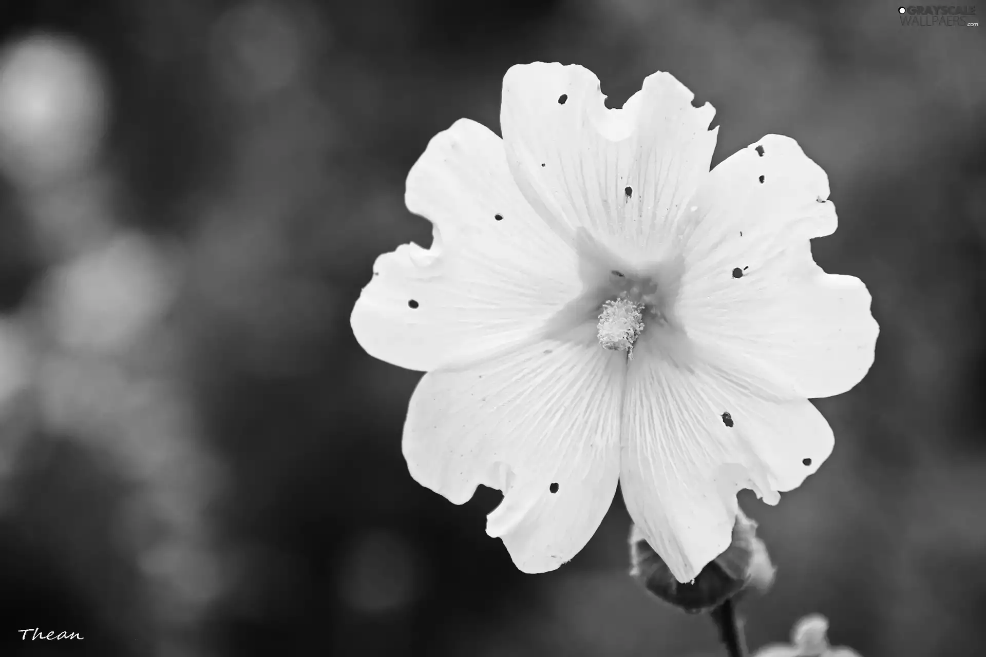 Holes, White, Colourfull Flowers