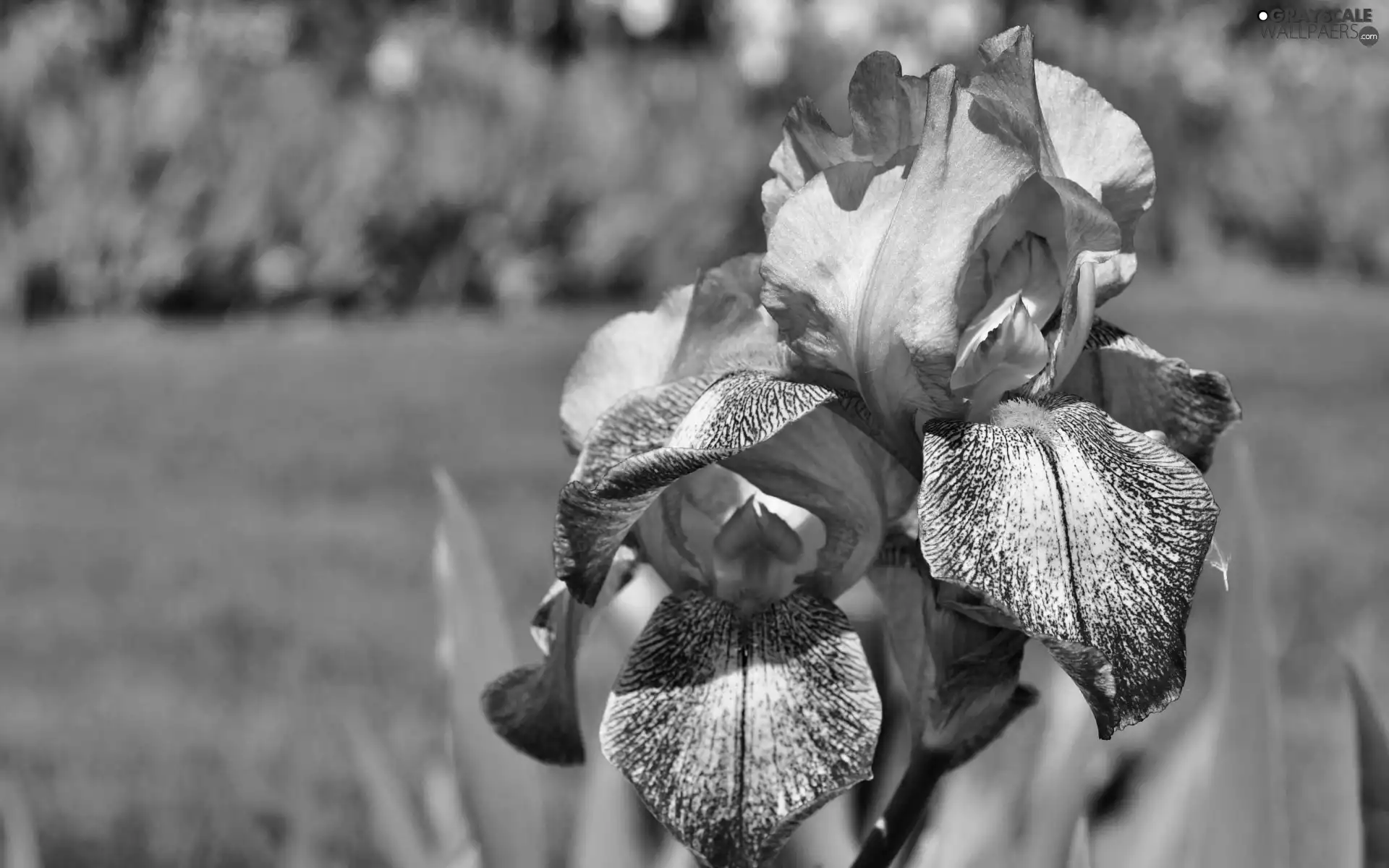 Colourfull Flowers, iris