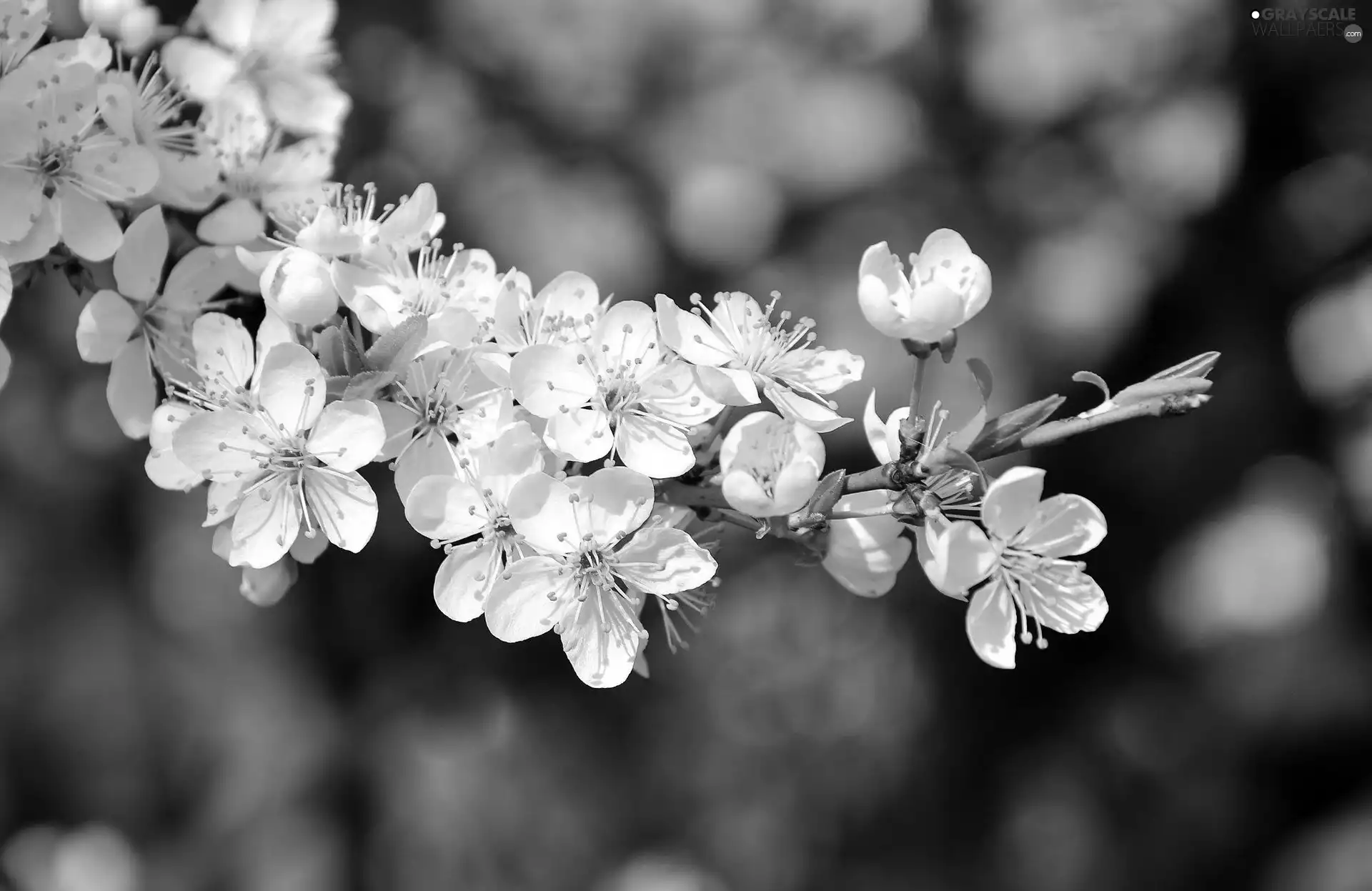 kirsch, White, Colourfull Flowers