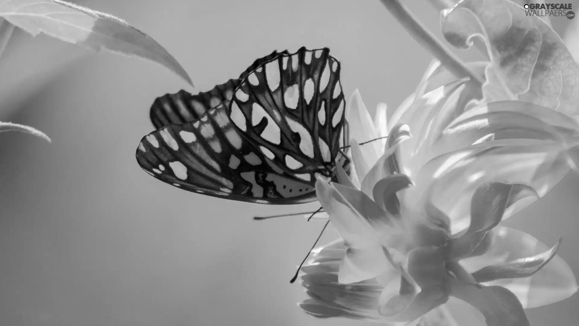 Leaf, butterfly, Colourfull Flowers