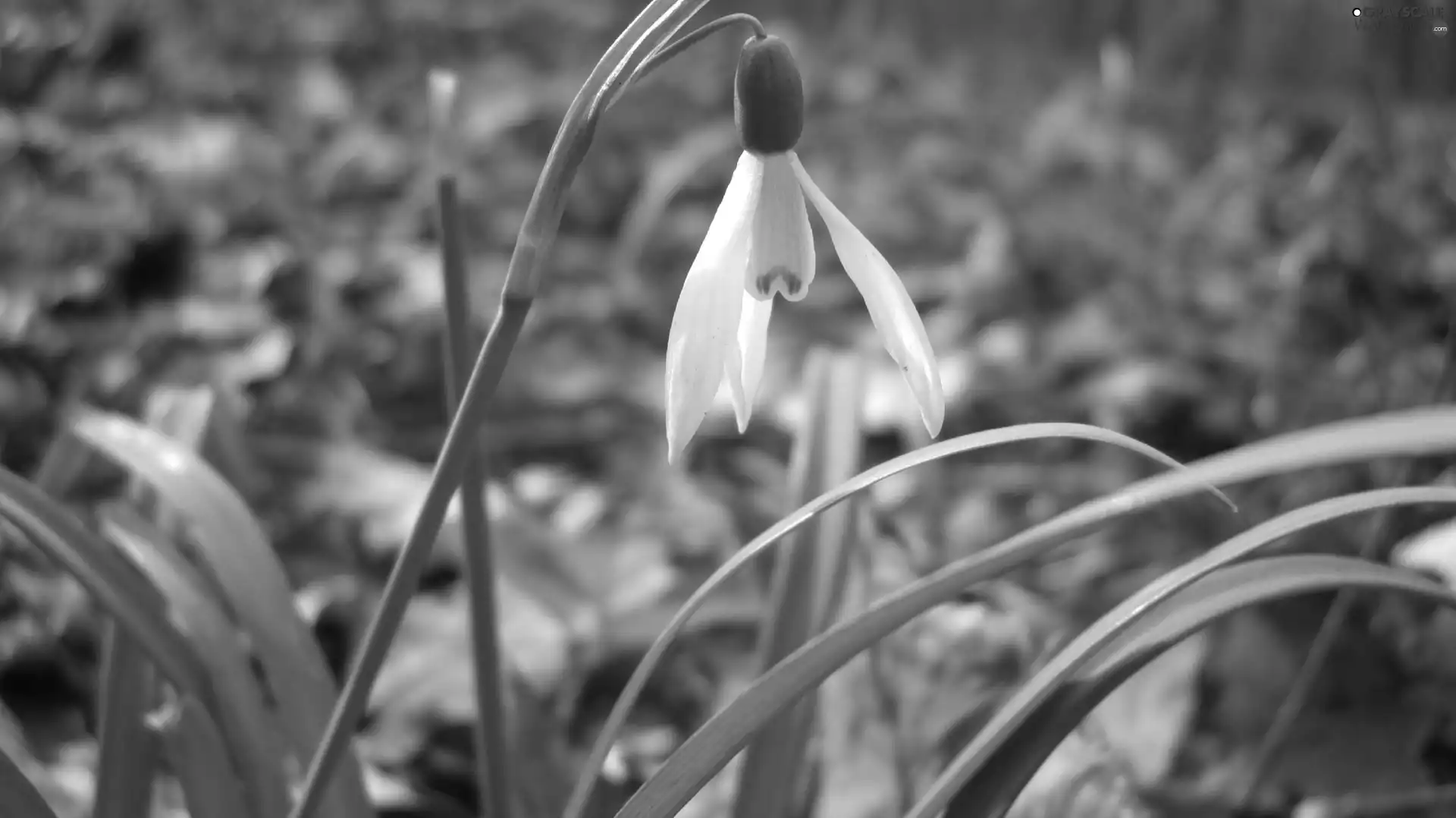 Leaf, snowdrops, Colourfull Flowers