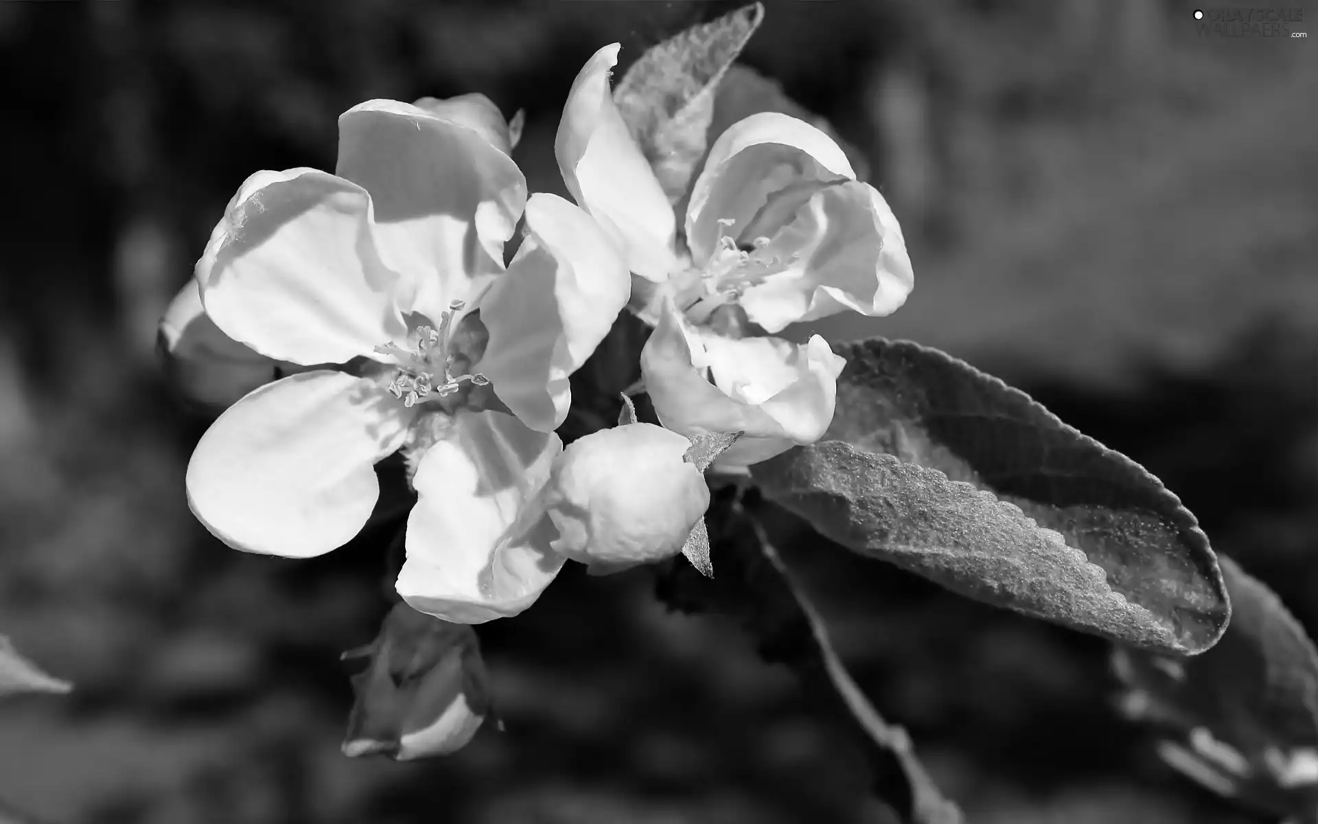 leaf, twig, Colourfull Flowers