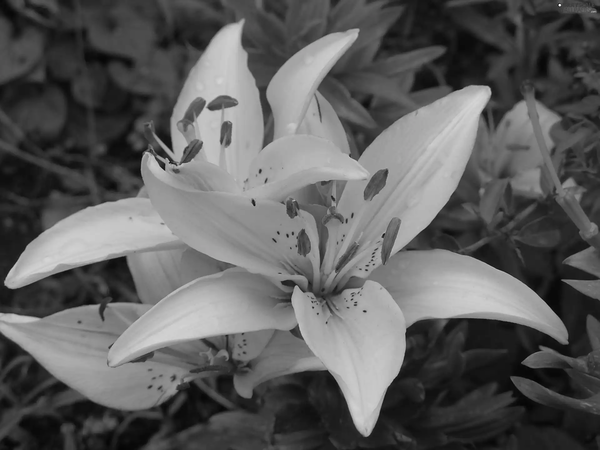 Colourfull Flowers, lily