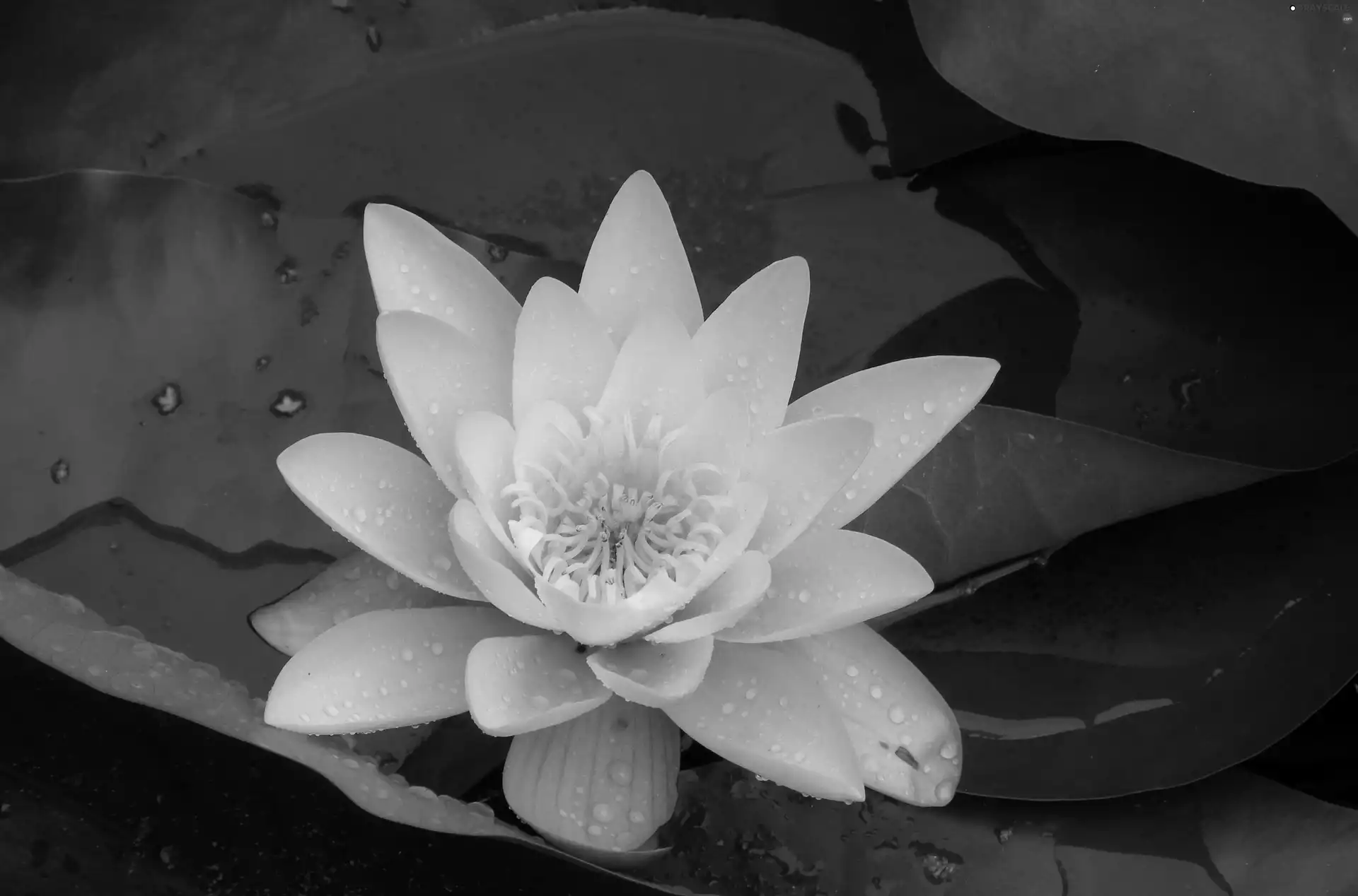 Lily, Leaf, Colourfull Flowers, water