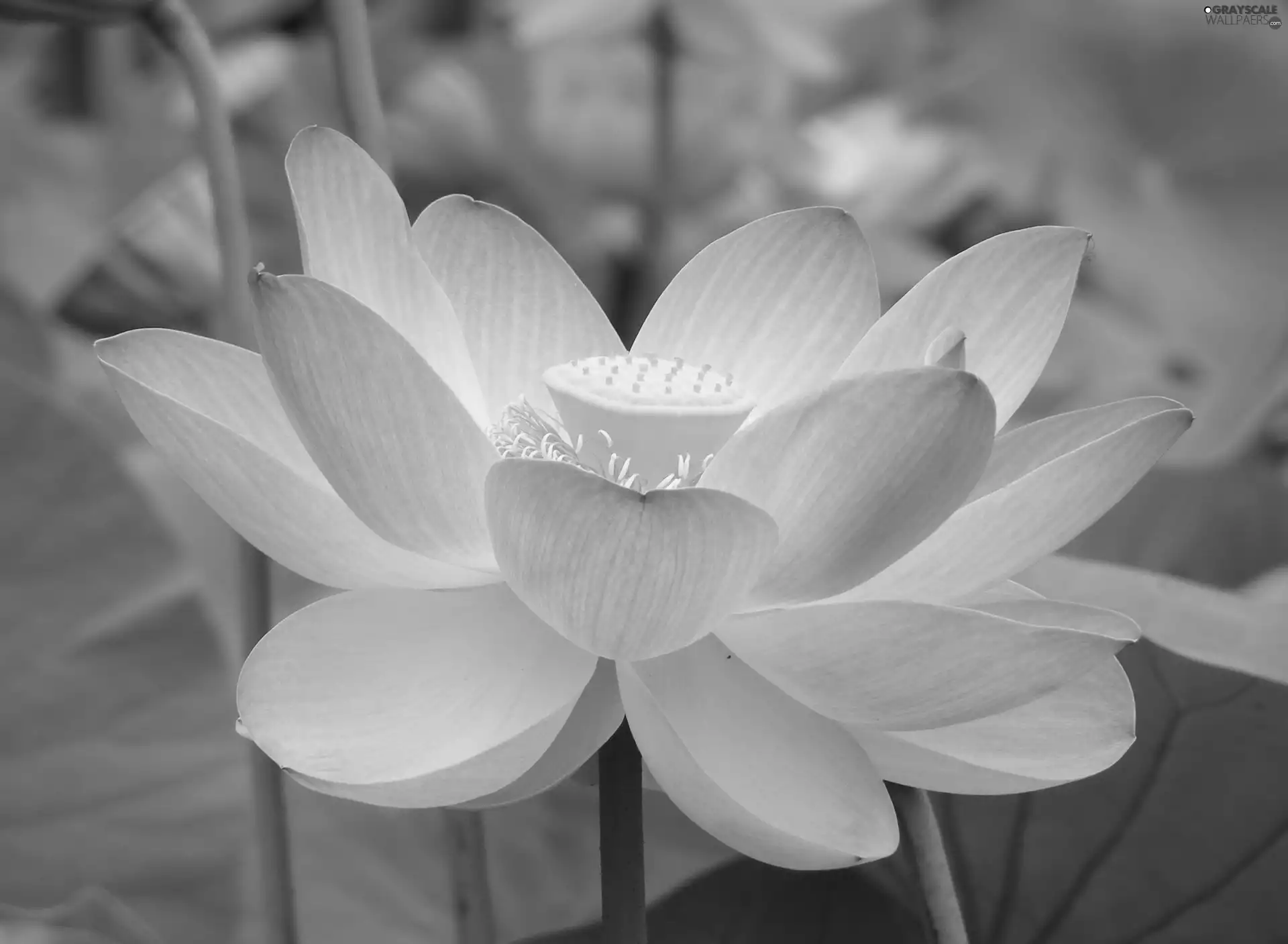 lotus, Pink, Colourfull Flowers