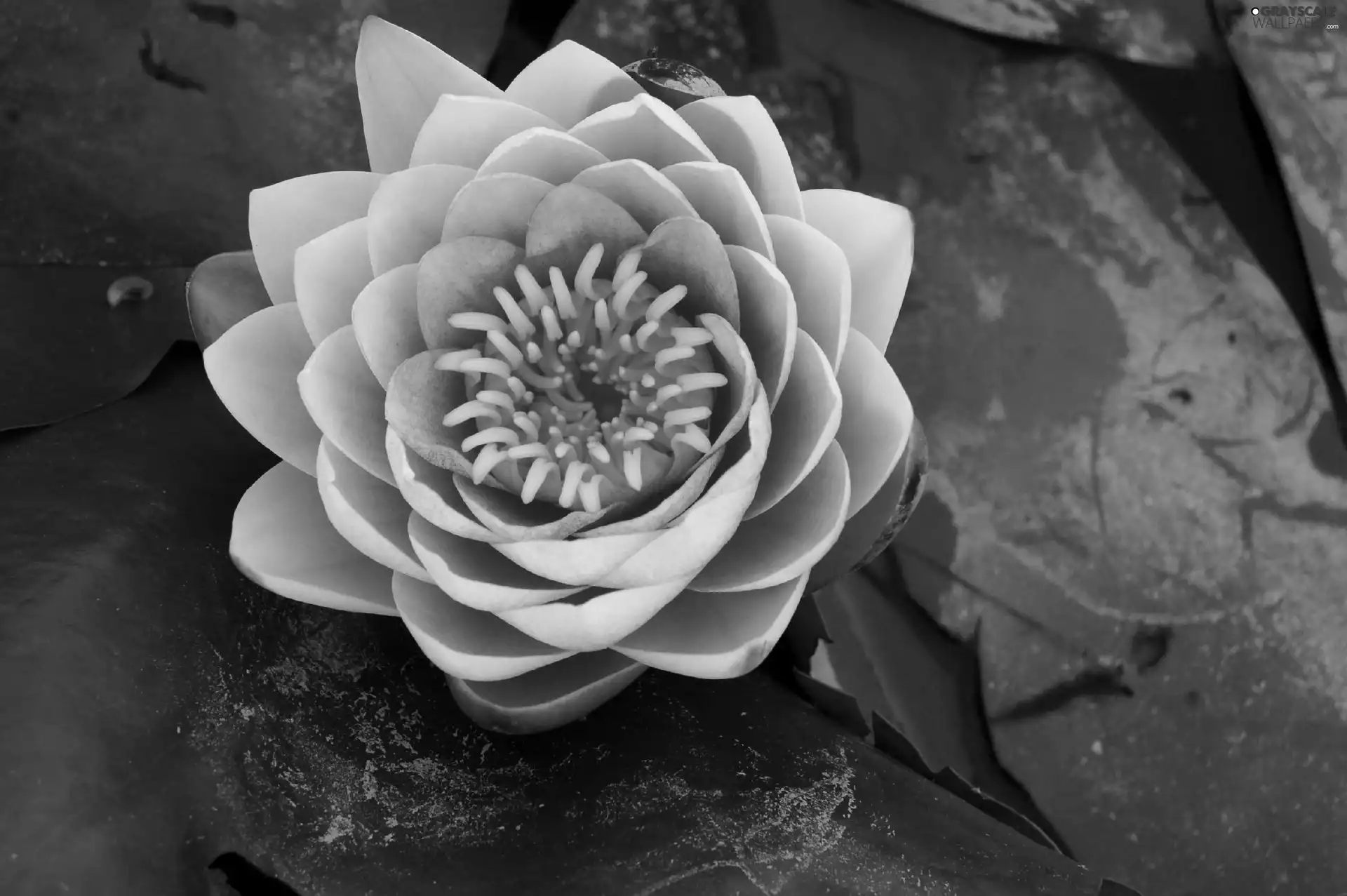 Colourfull Flowers, water-lily