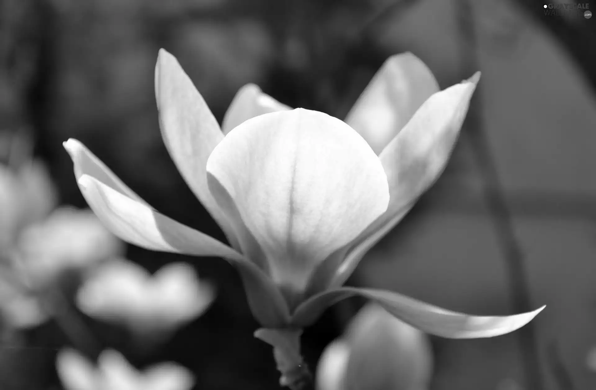 Magnolii, Pink, Colourfull Flowers