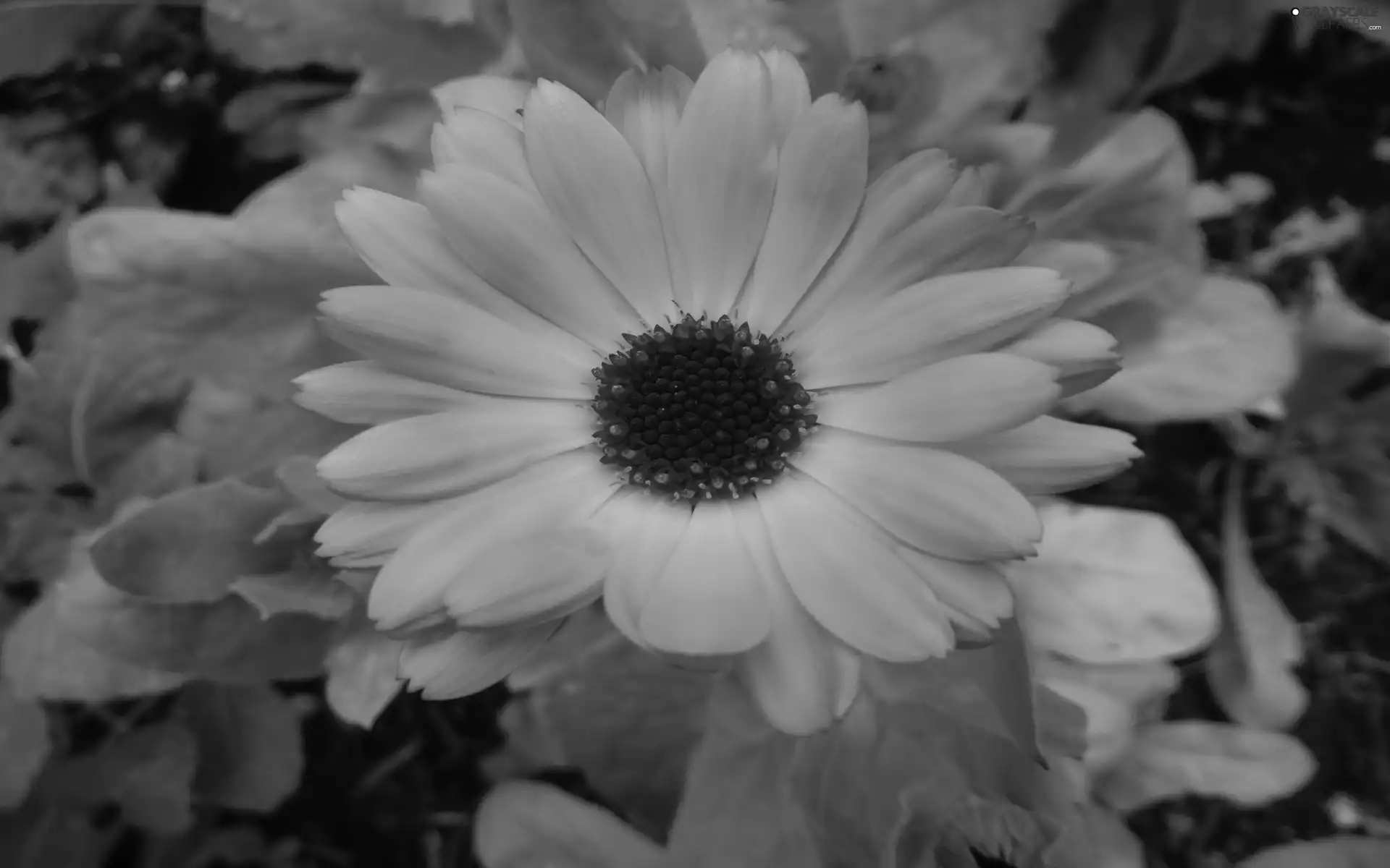 Colourfull Flowers, Marigold