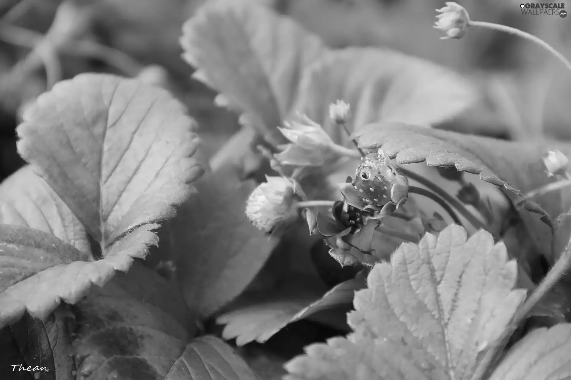 maturing, Pink, Colourfull Flowers, strawberries