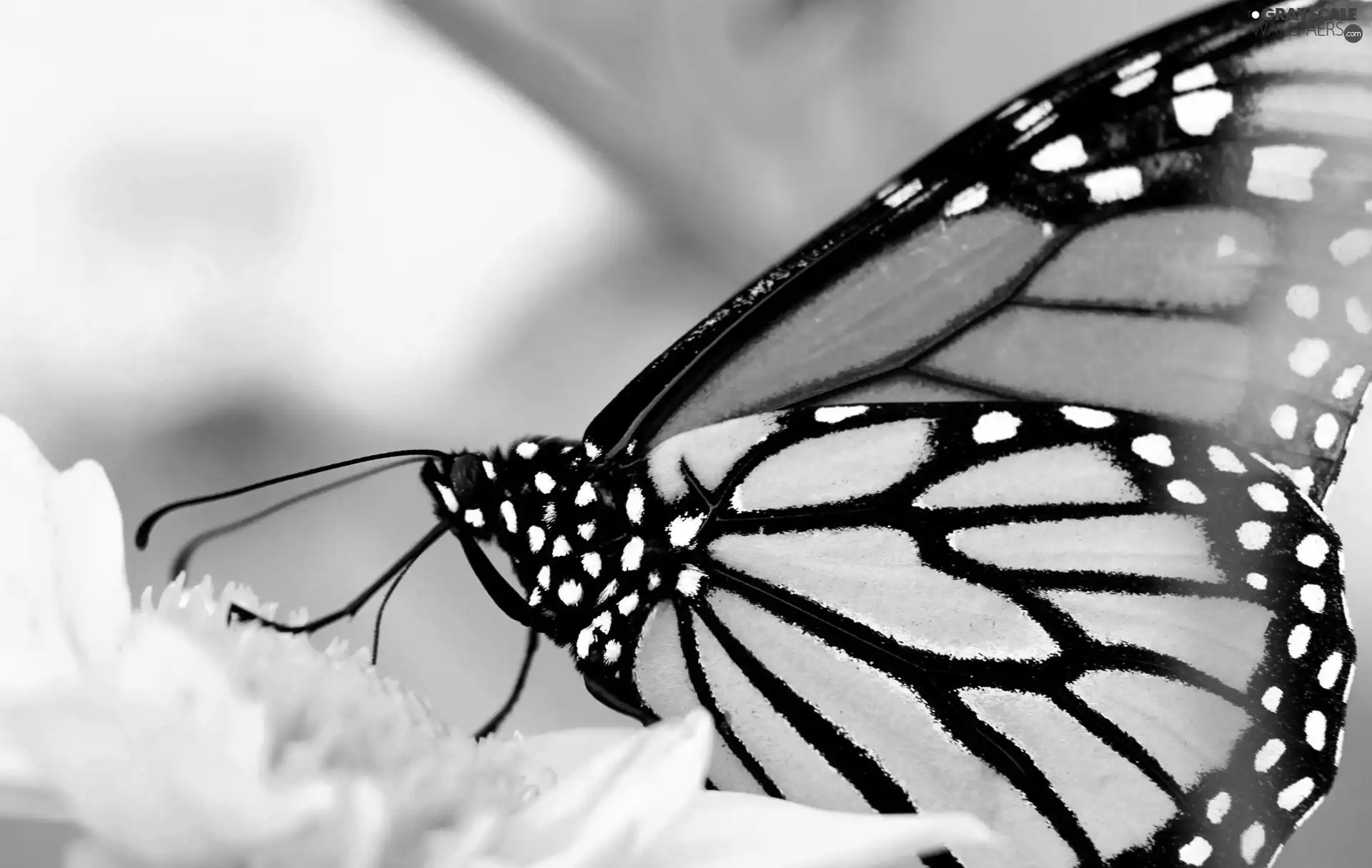 monarch, Yellow, Colourfull Flowers, butterfly