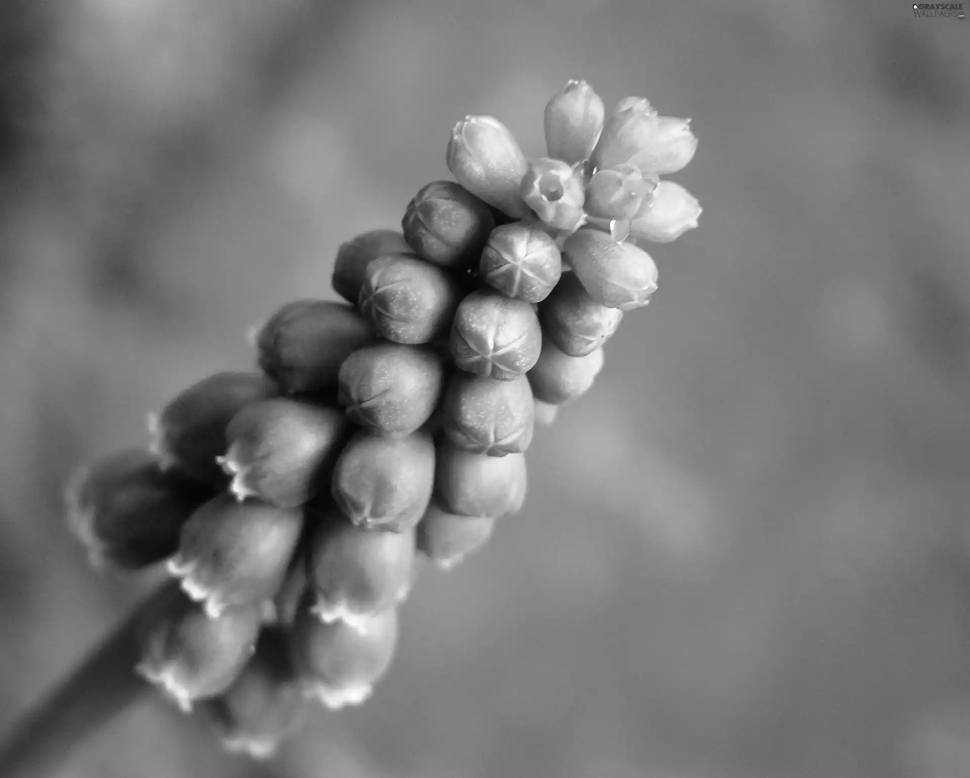 Muscari, spring, Colourfull Flowers
