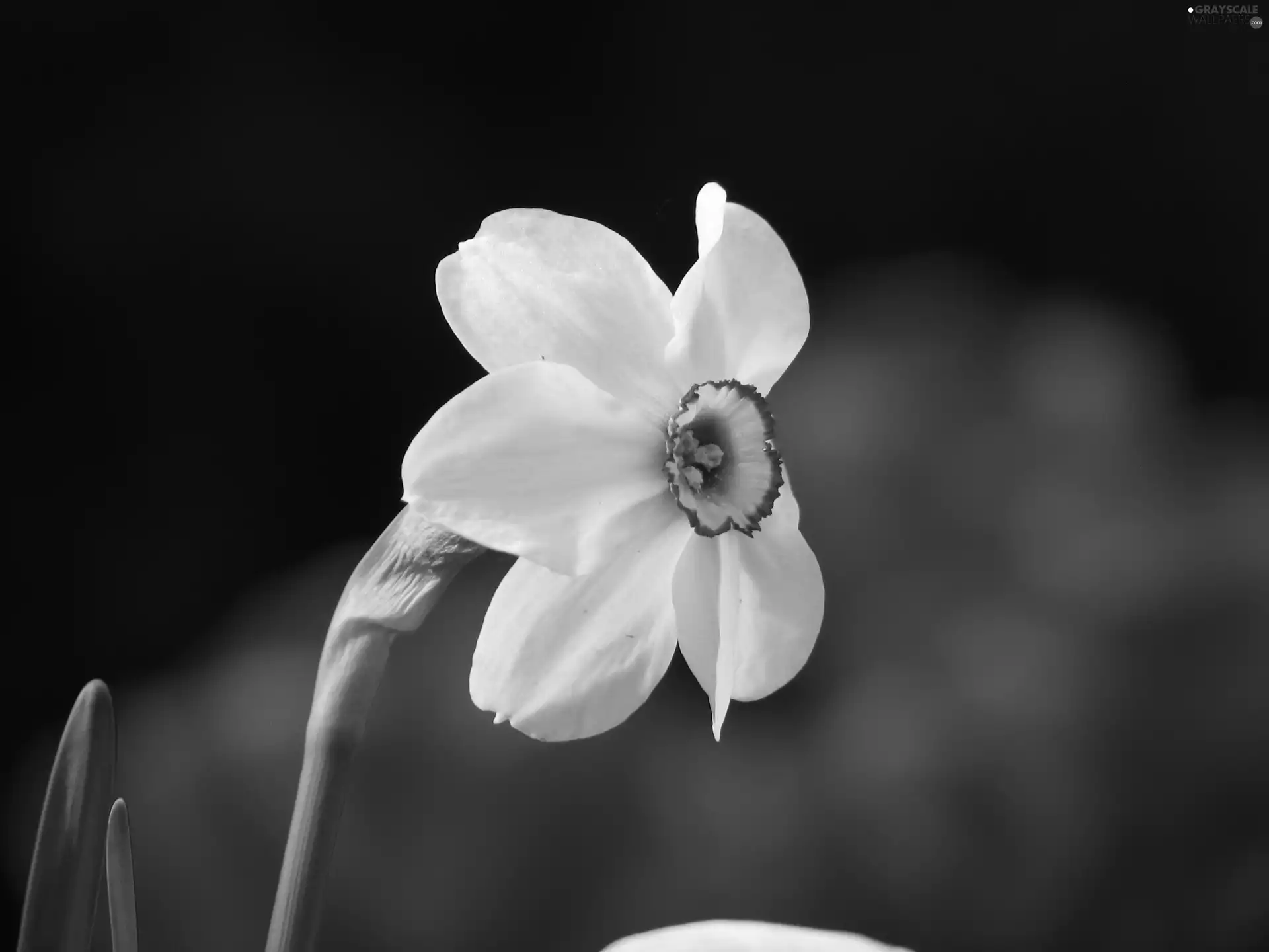 Colourfull Flowers, narcissus