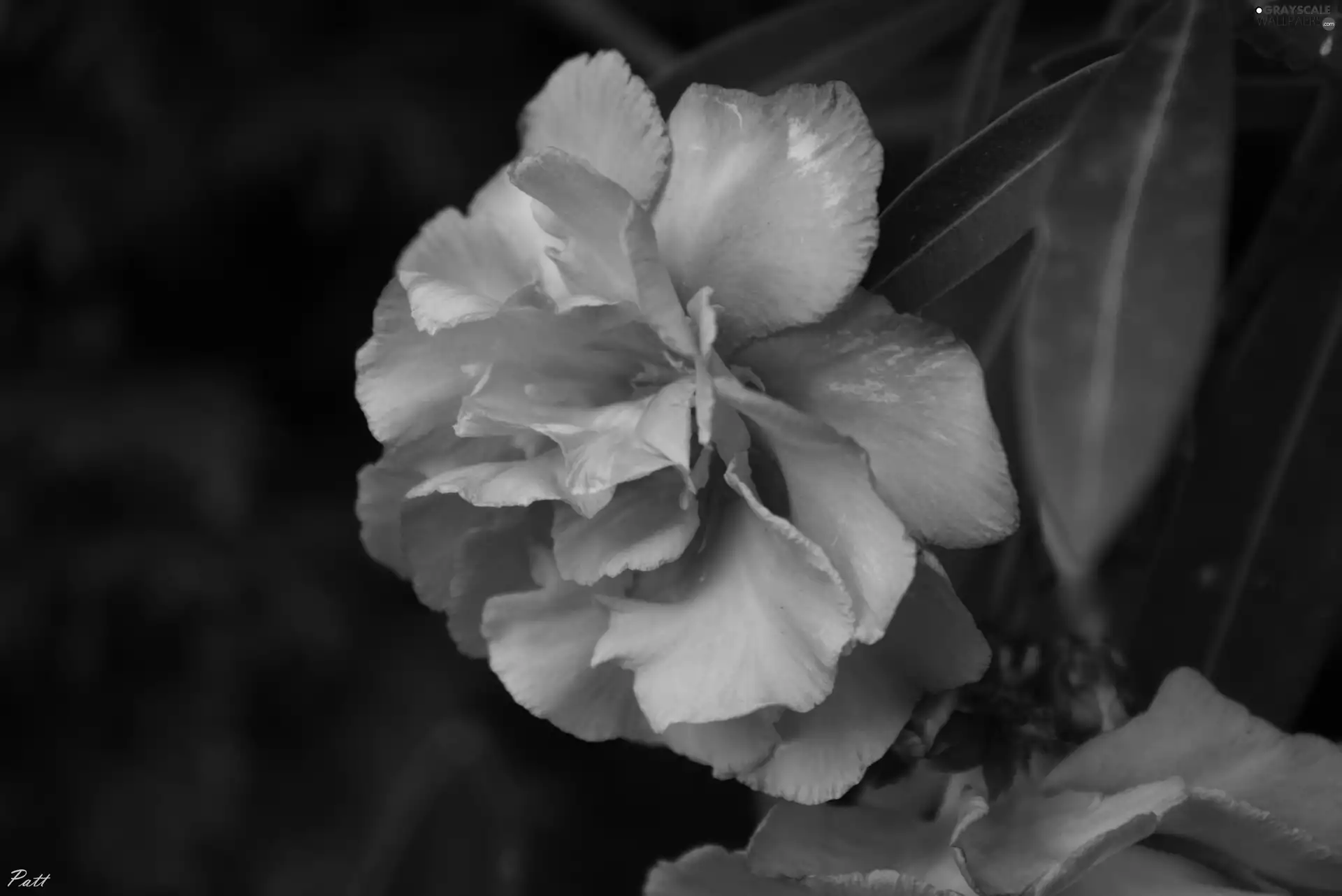 oleander, Pink, Colourfull Flowers