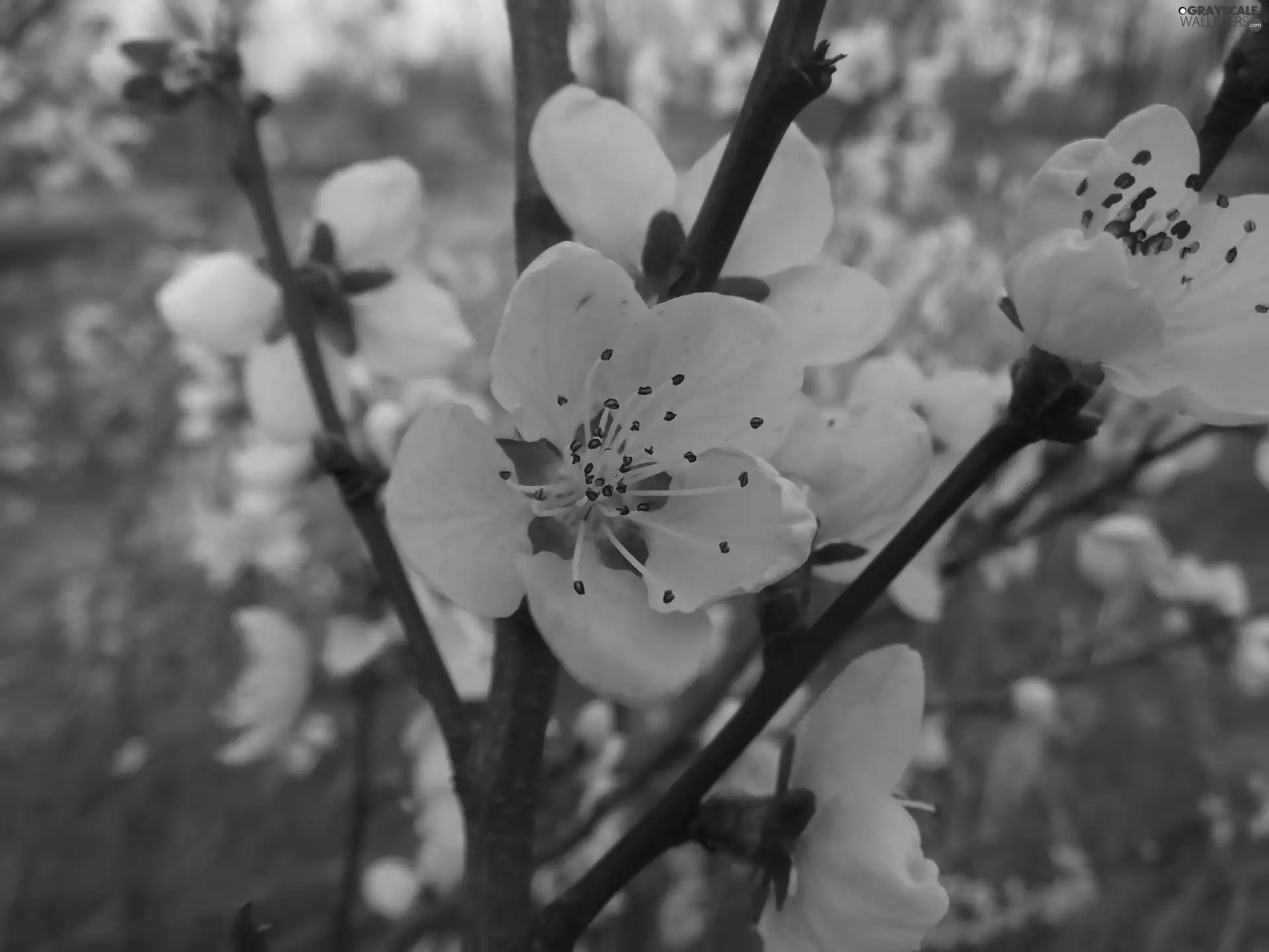 peach, Pink, Colourfull Flowers