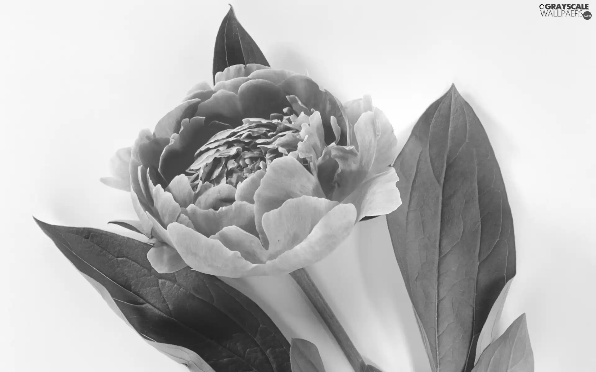 peony, Pink, Colourfull Flowers