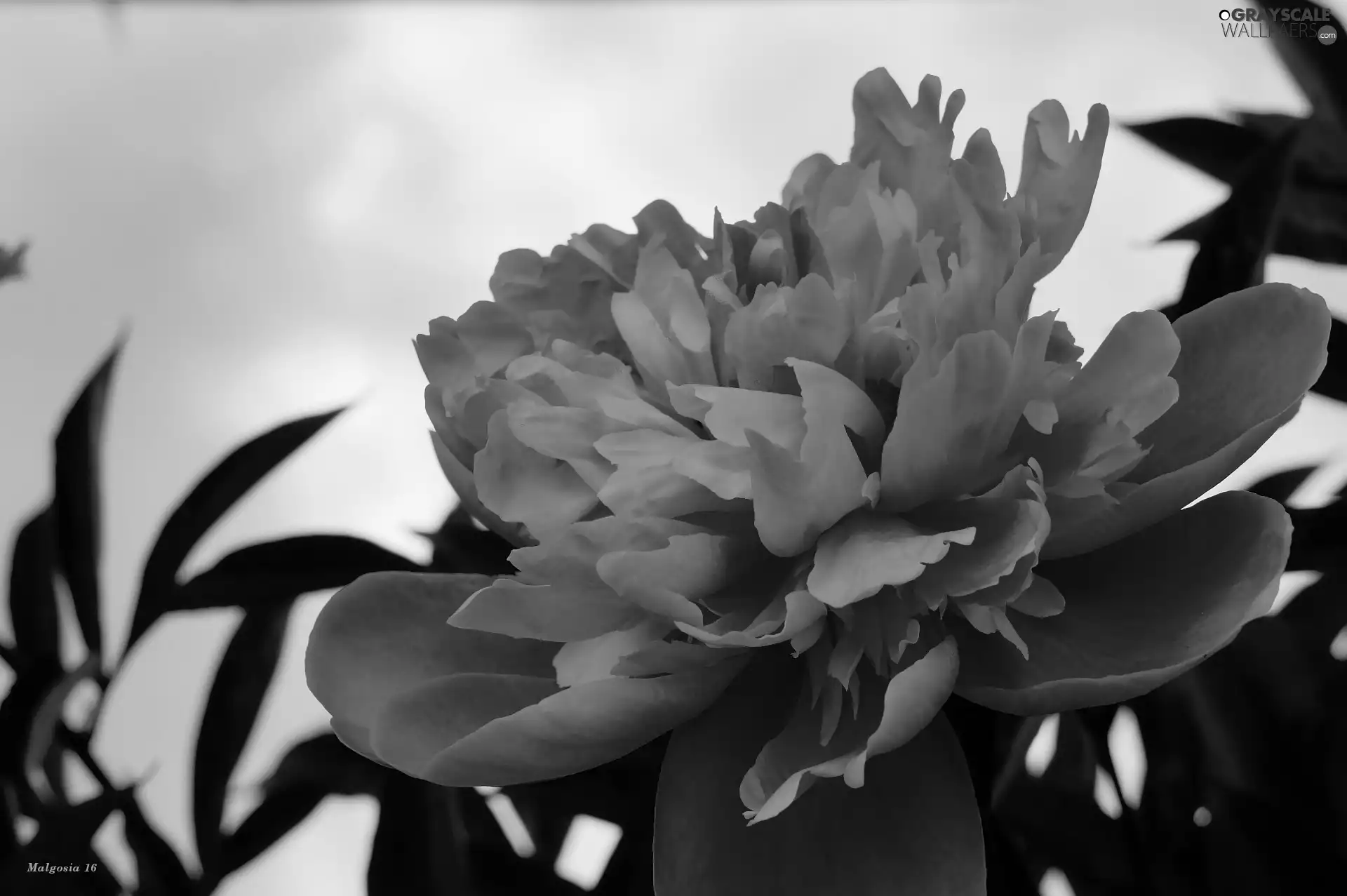 Colourfull Flowers, peony