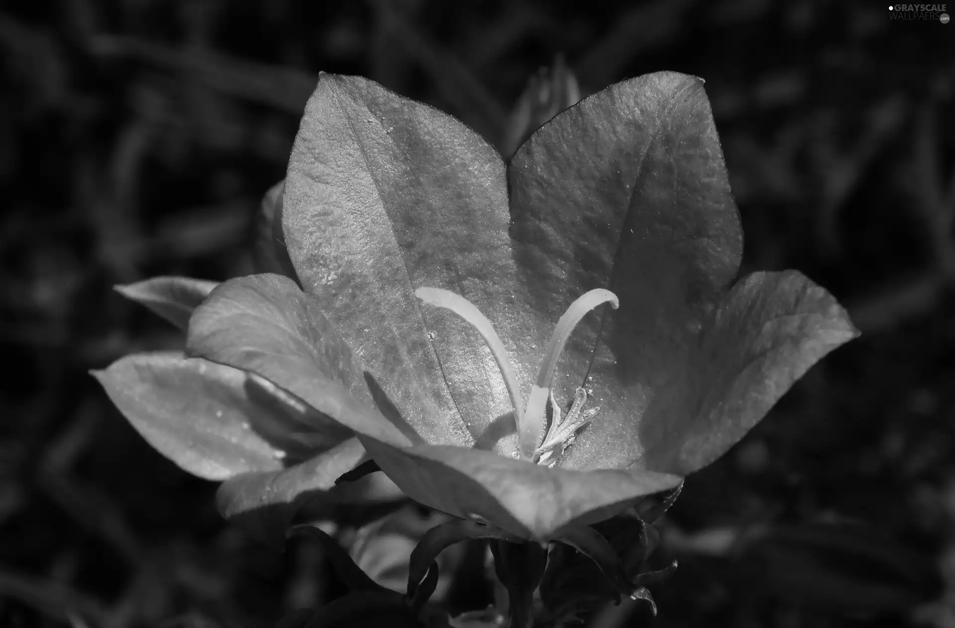 Platycodon, nature, Colourfull Flowers
