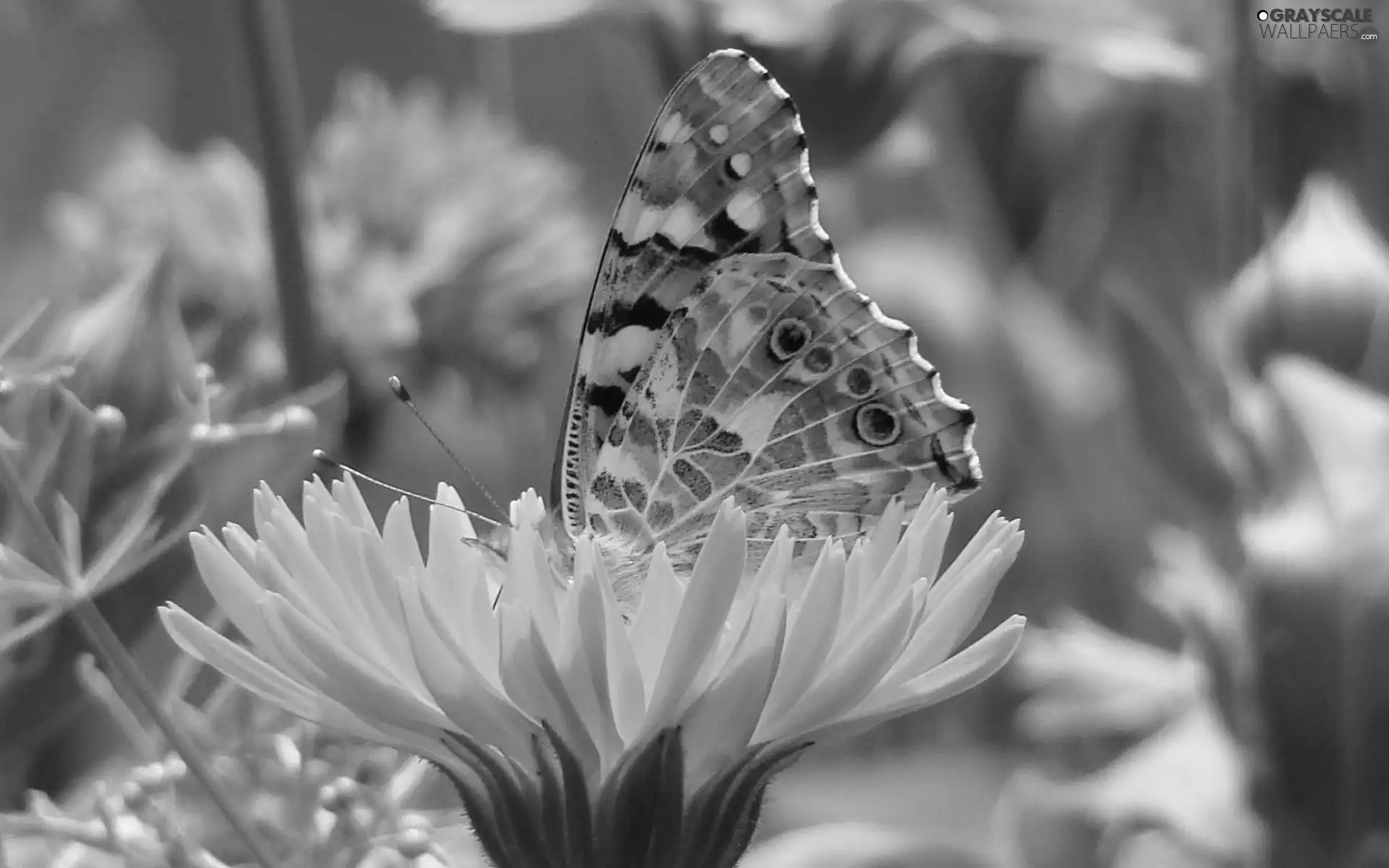 puffball, butterfly, Colourfull Flowers