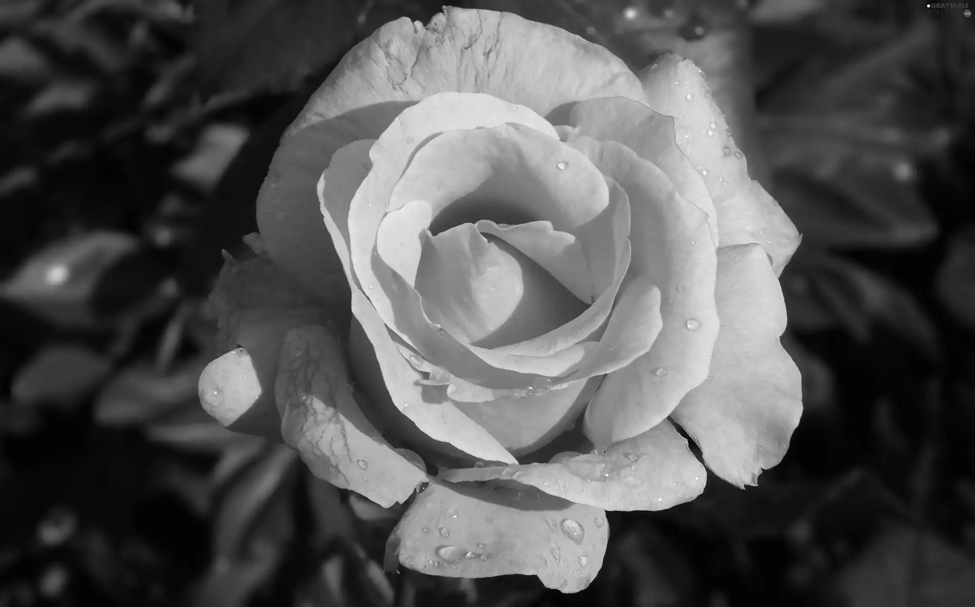 rose, nature, Colourfull Flowers