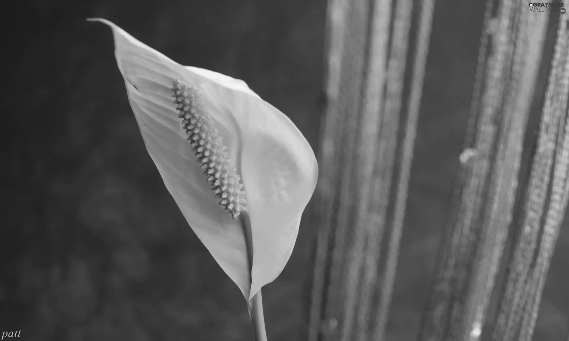 Spathiphyllum, White, Colourfull Flowers