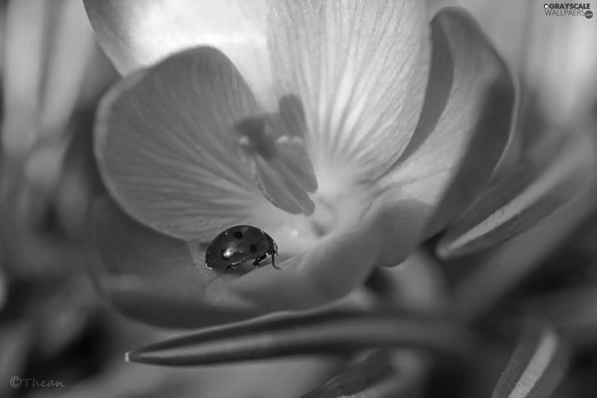 Colourfull Flowers, Spring, Violet, crocus, ladybird