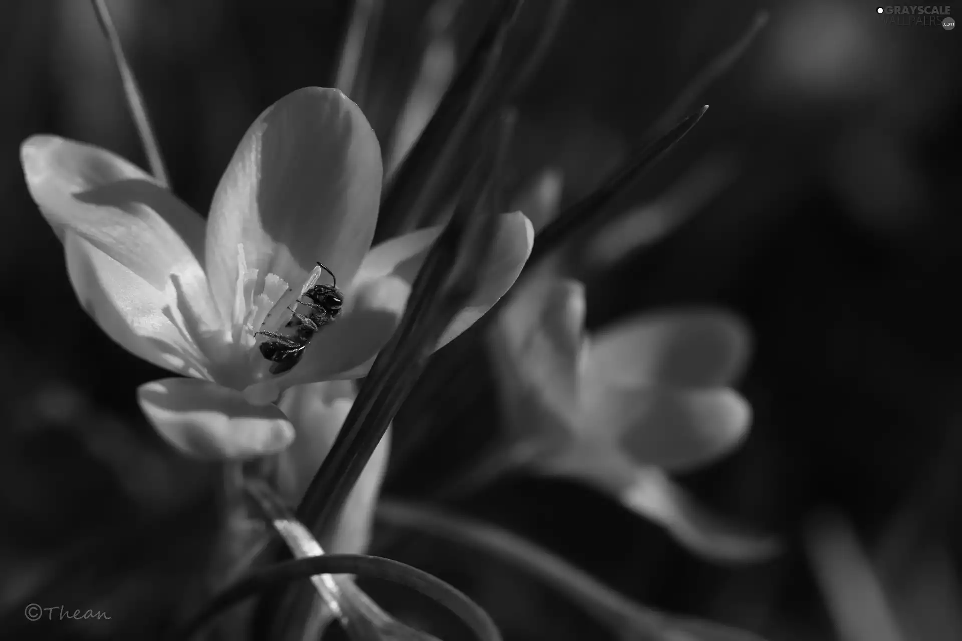 Colourfull Flowers, Spring, Yellow, crocus, wasp