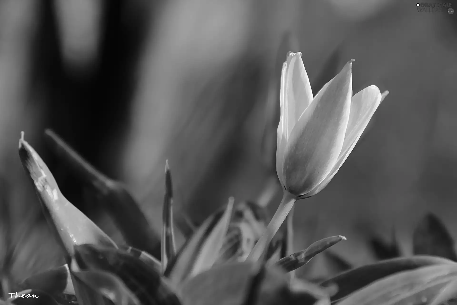 Spring, tulip, Colourfull Flowers