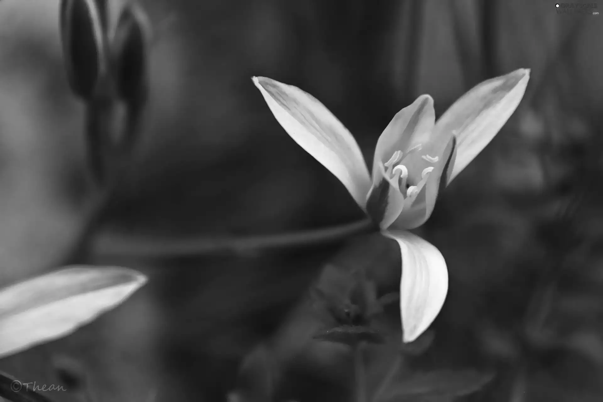 spring, White, Colourfull Flowers