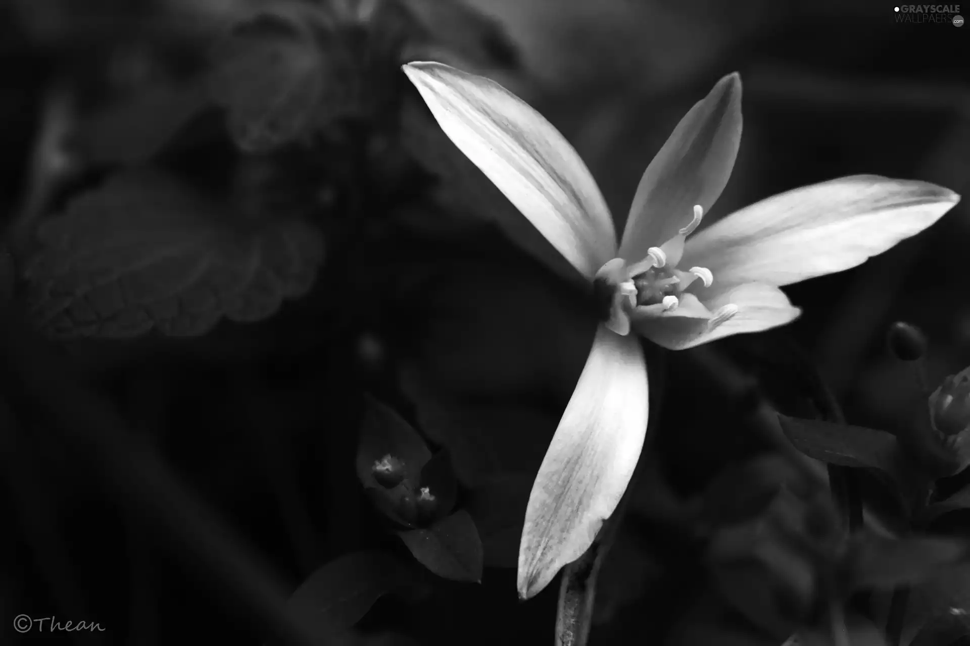 spring, White, Colourfull Flowers