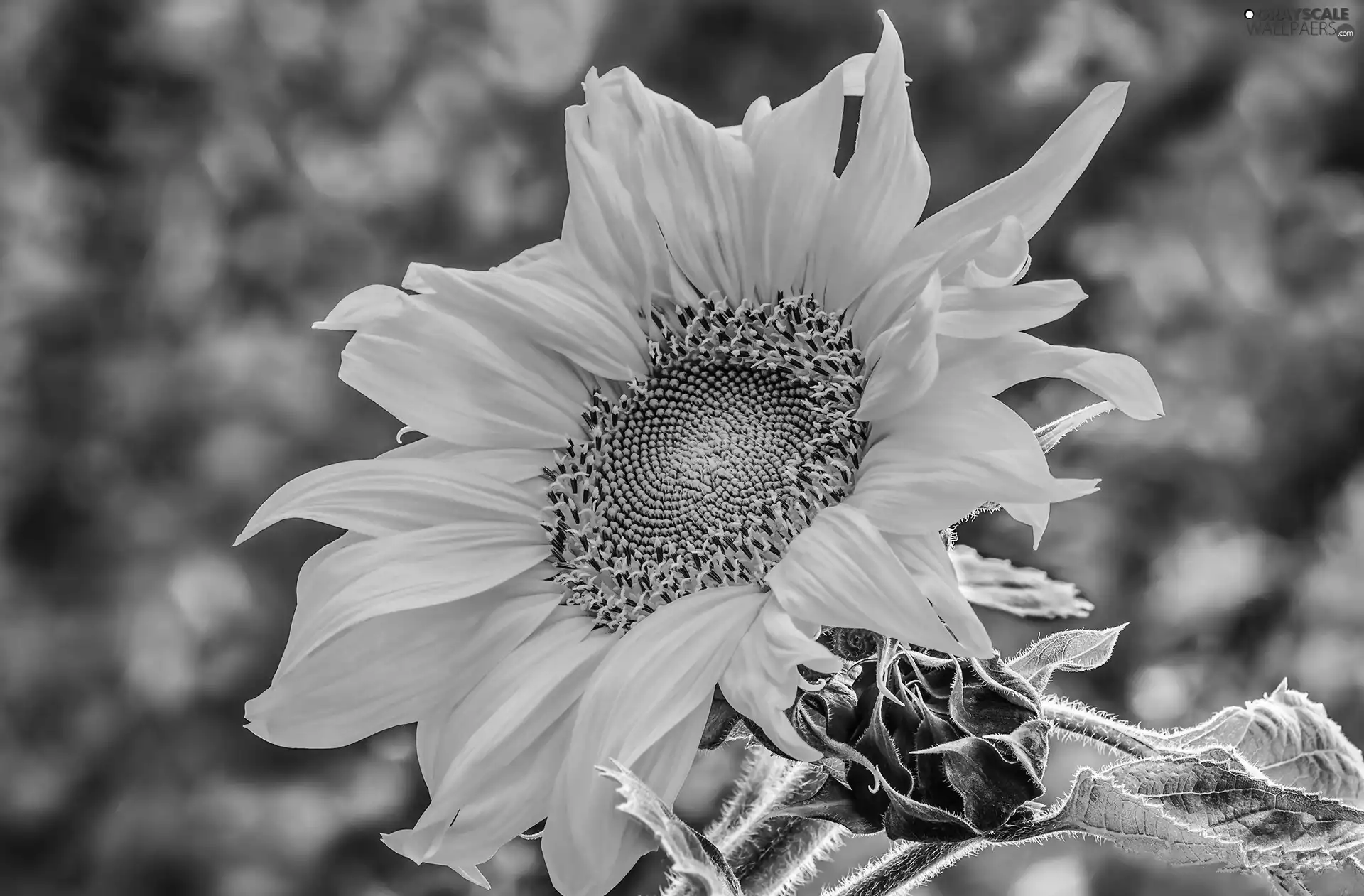 Colourfull Flowers, Sunflower