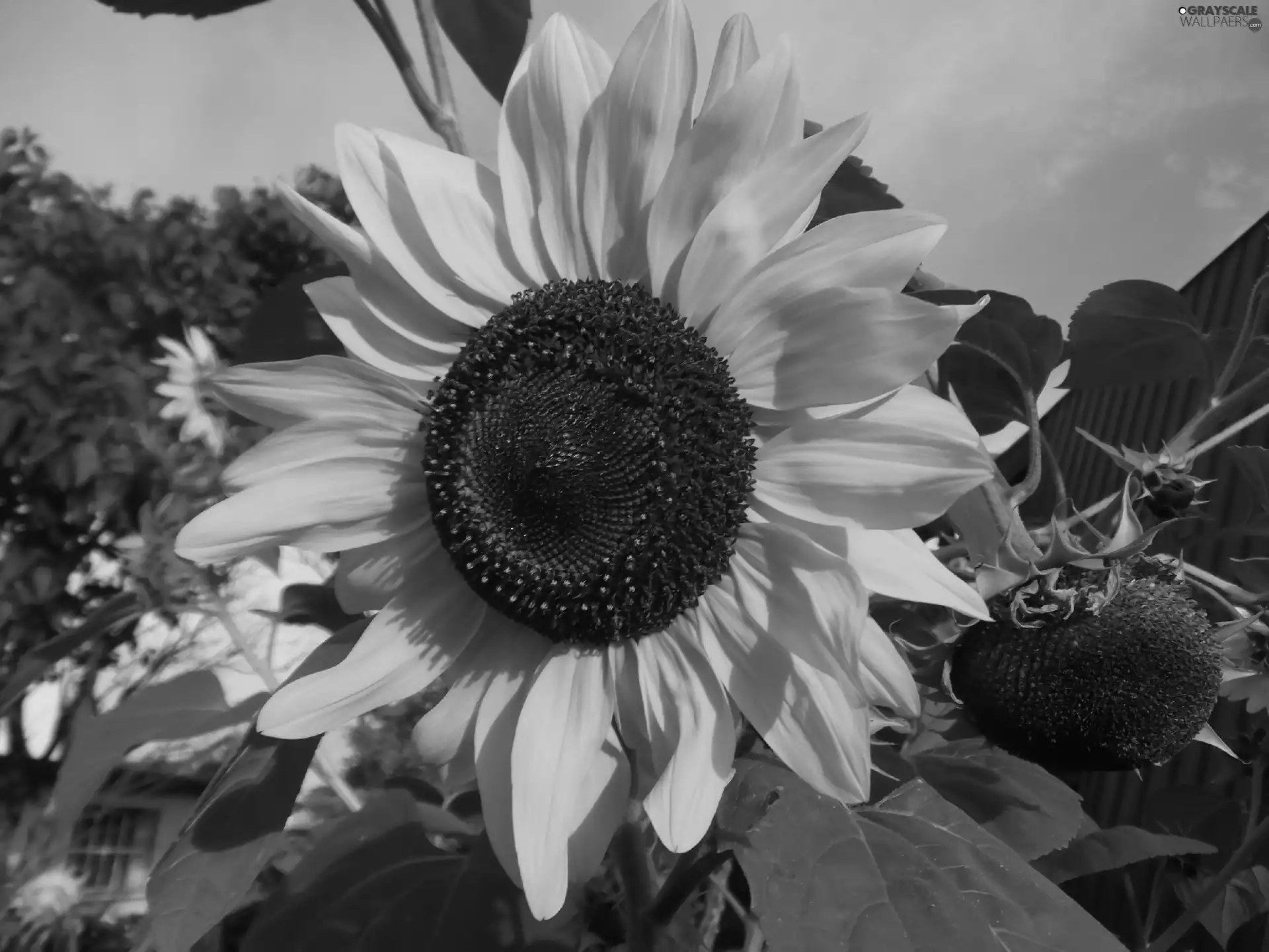 Colourfull Flowers, sunflower