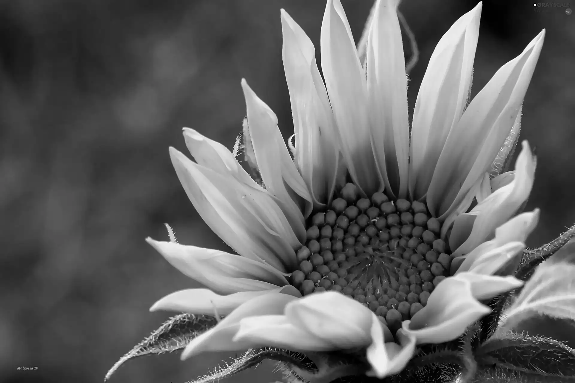 Colourfull Flowers, Sunflower