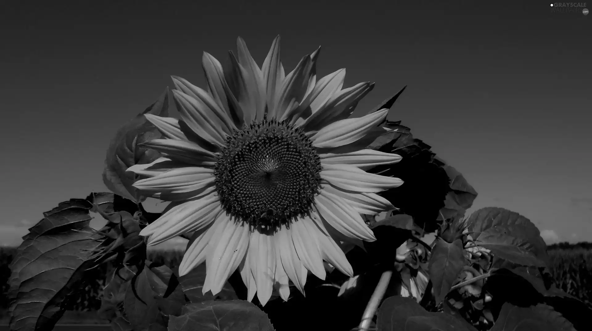 Colourfull Flowers, Sunflower