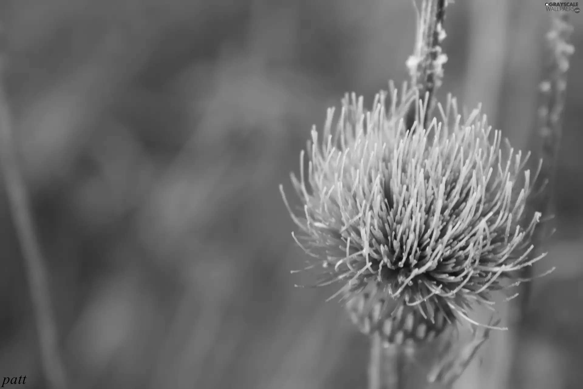 teasel, Pink, Colourfull Flowers