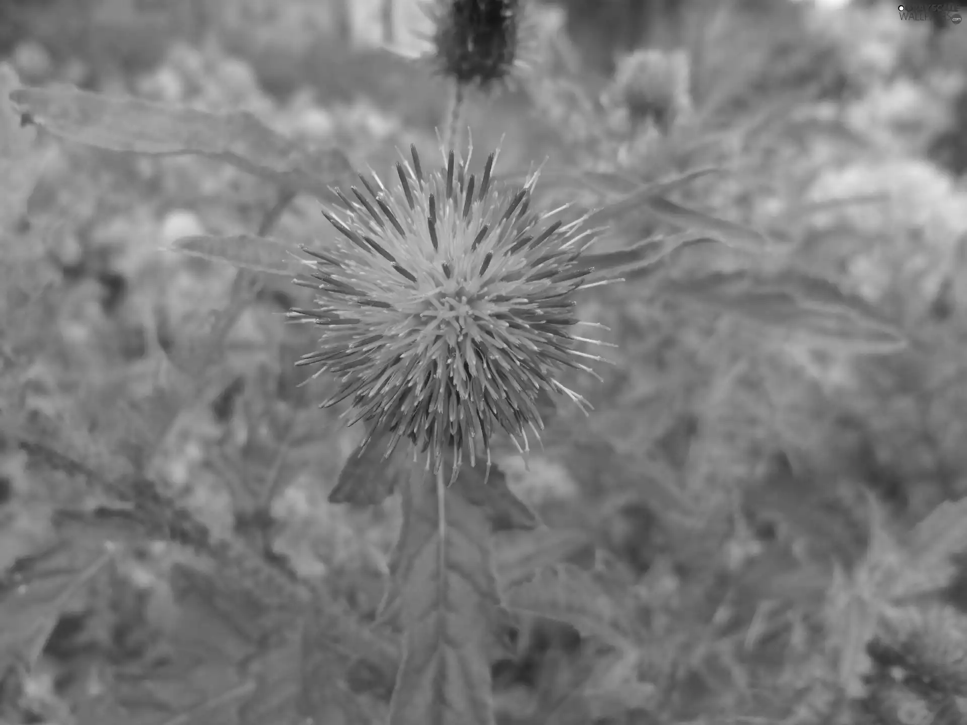 thistle, Violet, Colourfull Flowers