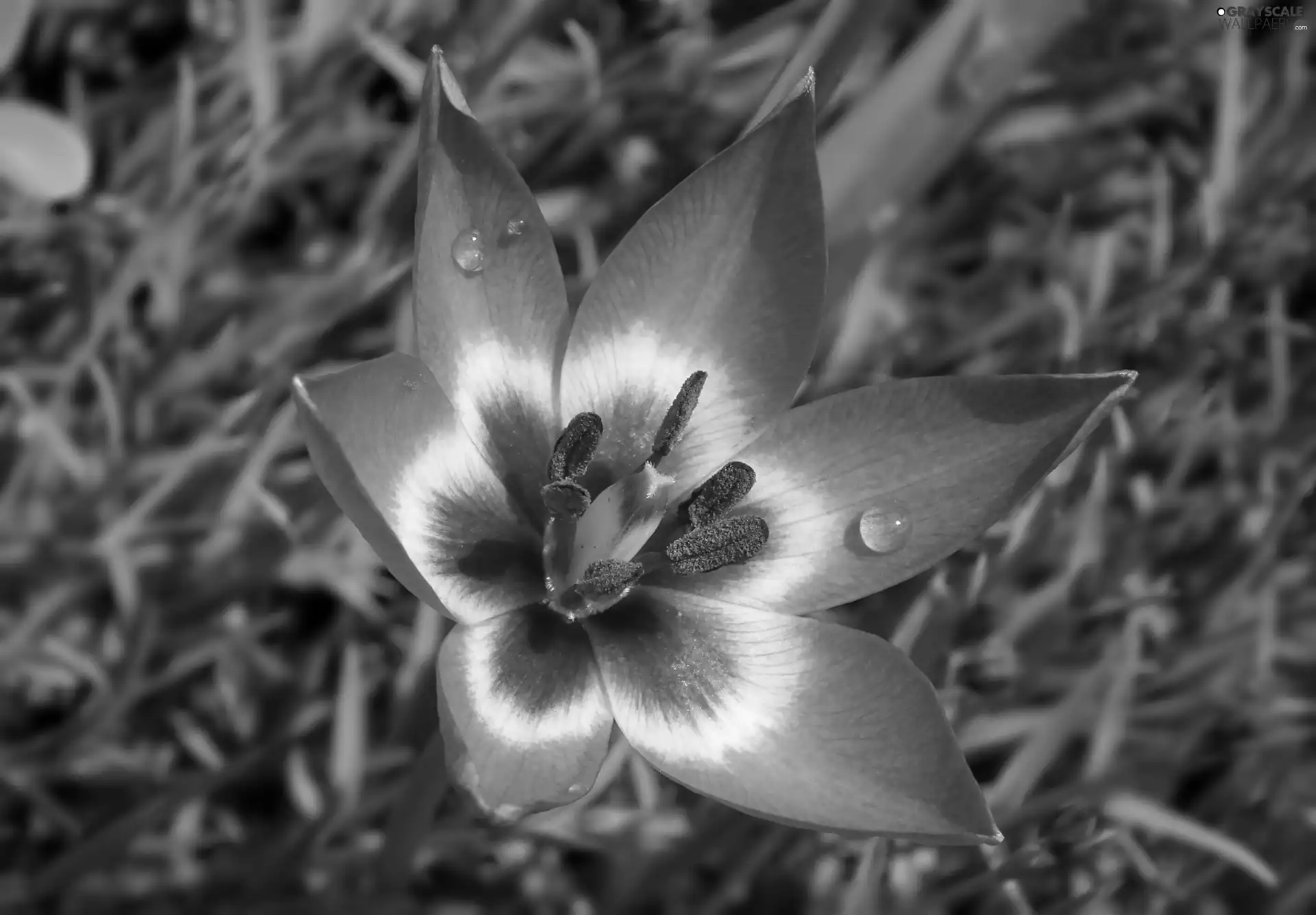 tulip, nature, Colourfull Flowers