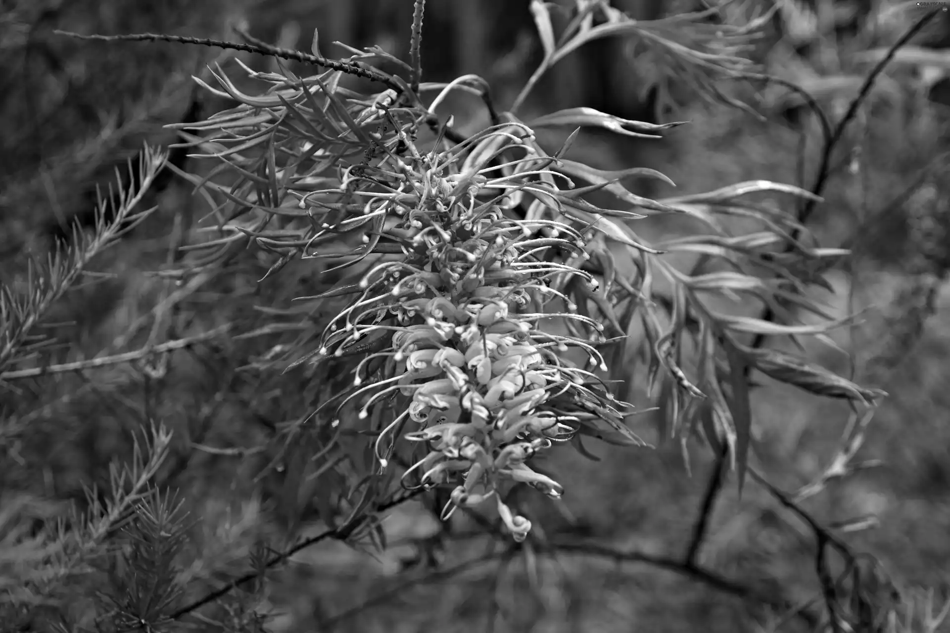 Twigs, Grevillea, Colourfull Flowers