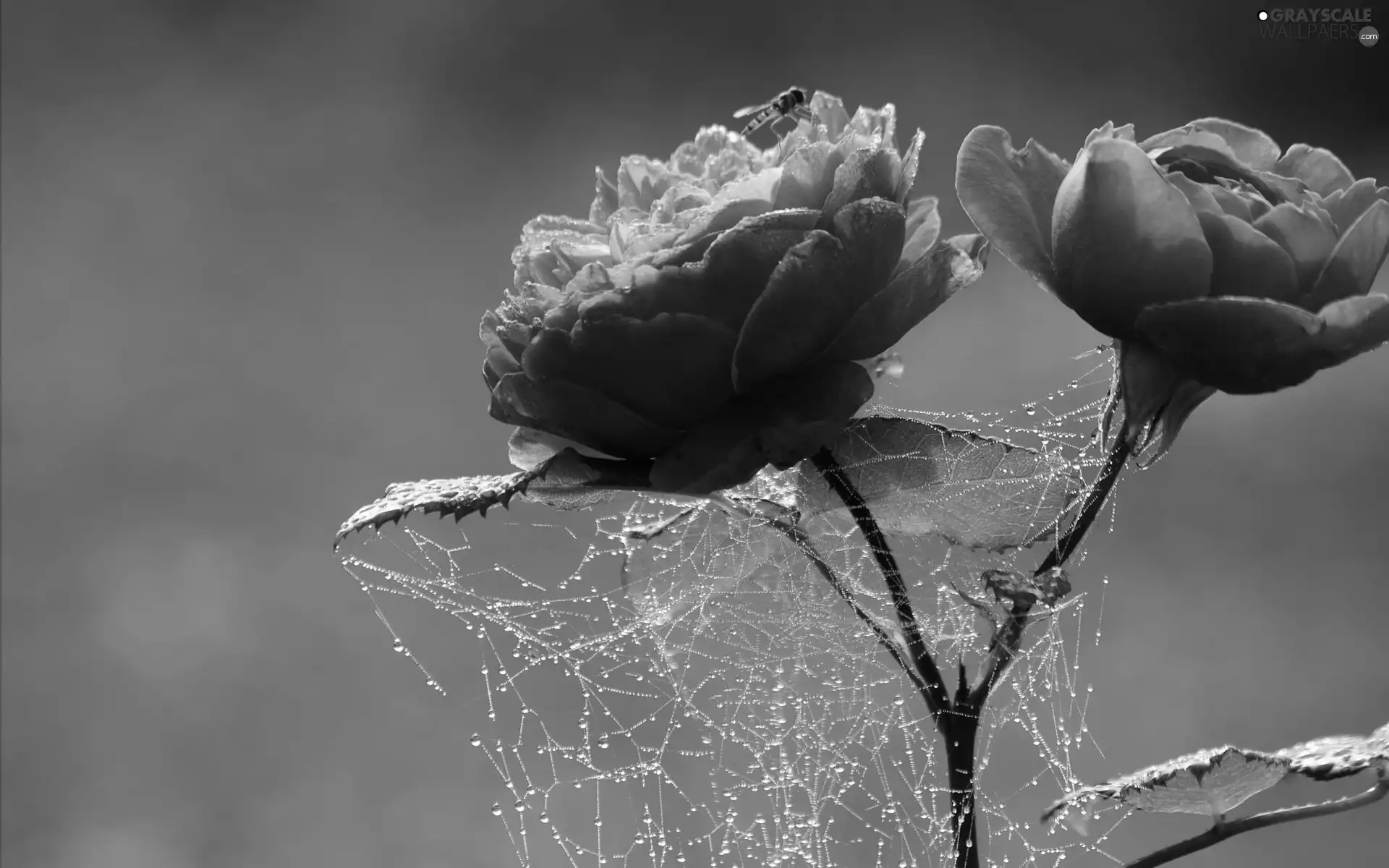 Colourfull Flowers, Web