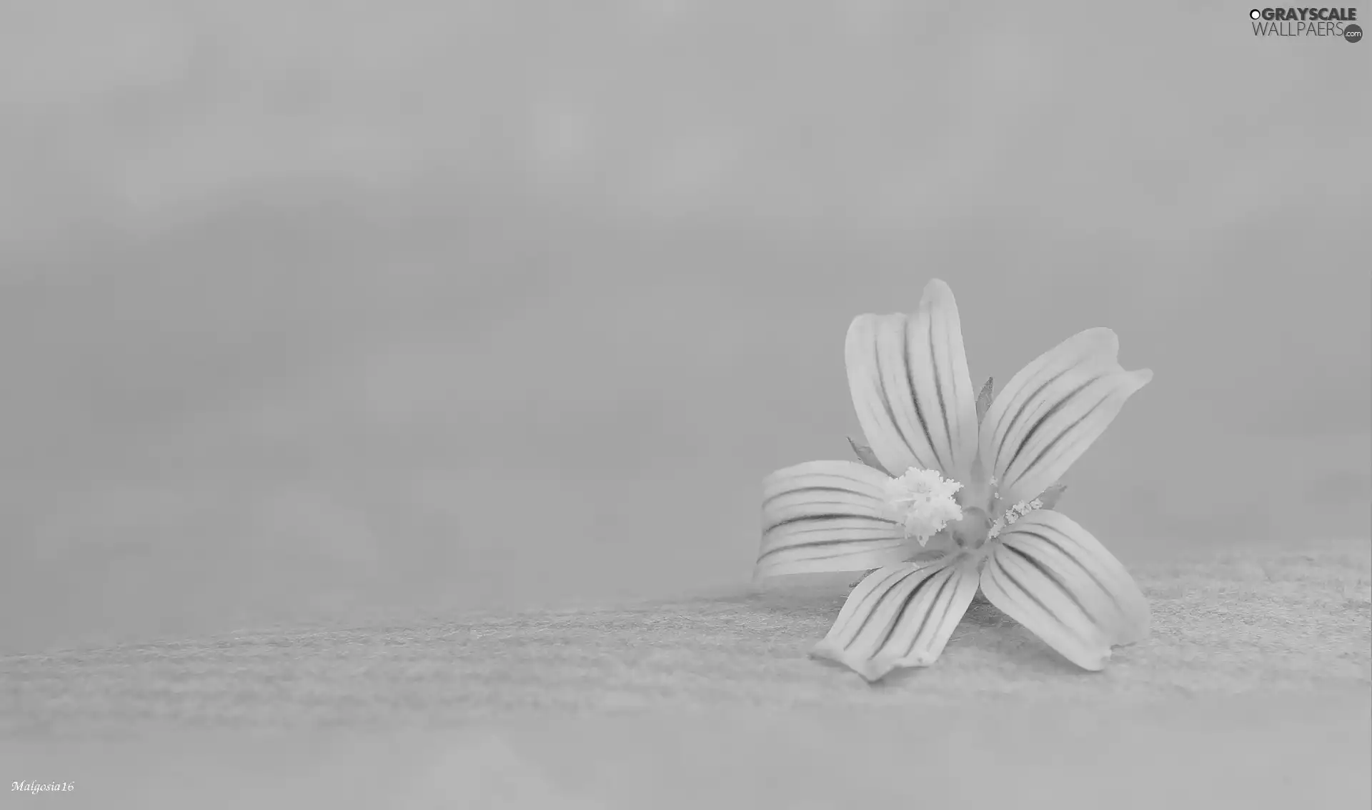 Close, White-Pink, Colourfull Flowers